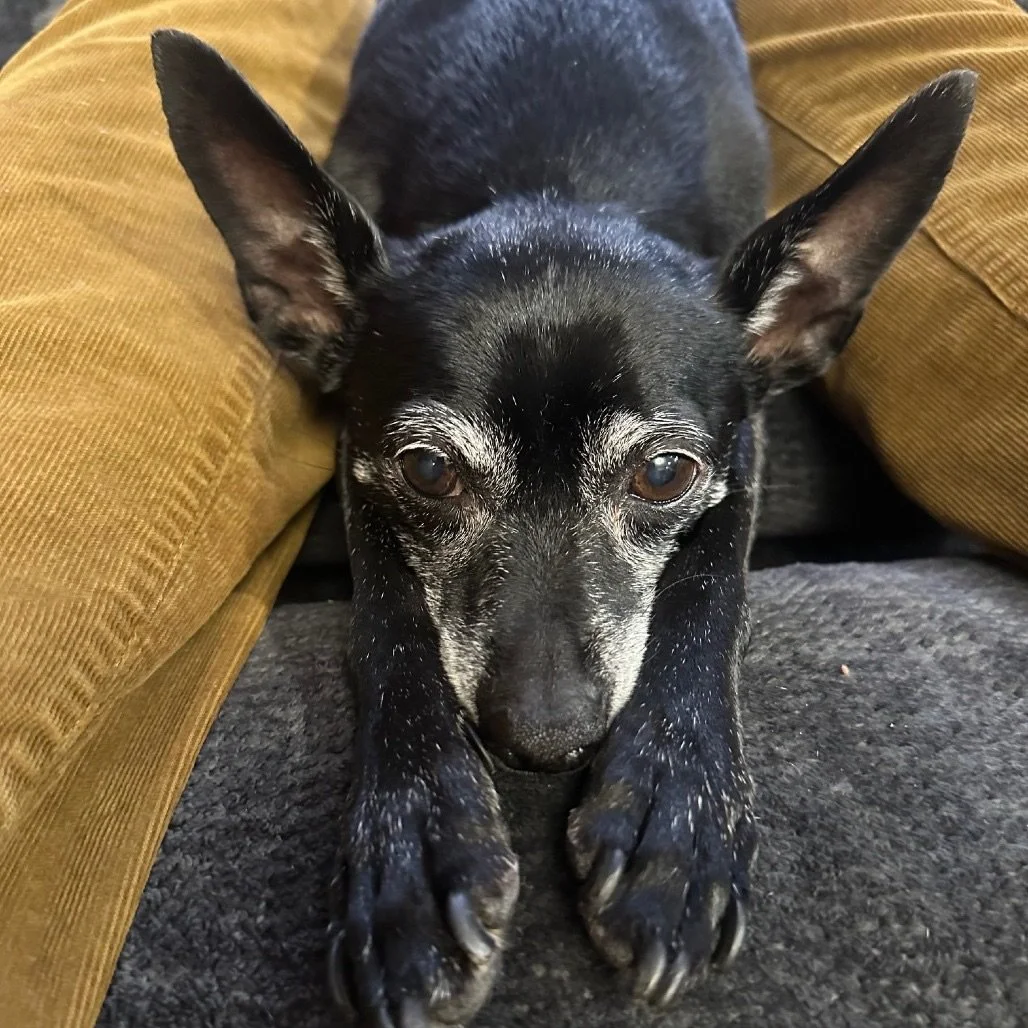 ✨Meet Rosie, an 11-year-old whippet&ndash;mini pinscher mix✨

Rosie is all love, and just a perfect lady. &hearts;️

Rosie&rsquo;s owners passed in 2024 and 2025, and she&rsquo;s currently  being fostered at the senior living facility her parents wer