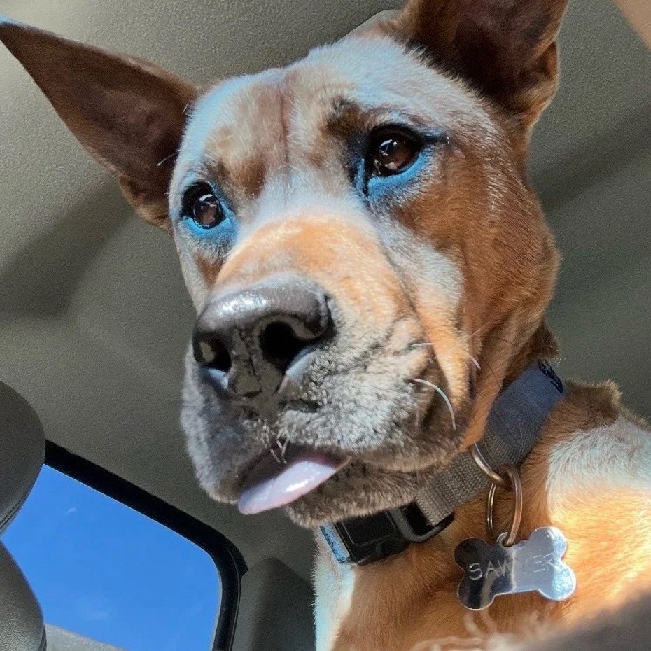 🚨 URGENT: Sawyer Needs a New Home 🚨

Meet Sawyer! A sweet 7-year-old Chow mix, 60 lbs. Her current owner reached out to us with an urgent plea to find her a new home. (This is a courtesy post, SDRO has reached capacity of current dogs, Sawyer is no