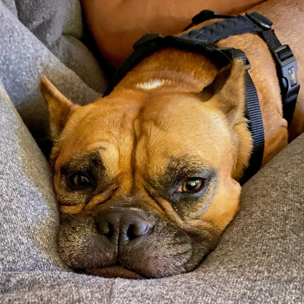 🚨 URGENT: Ellie needs a home by the end of December 🚨

Meet Ellie, an 8-year-old Boxer/English Bulldog mix, about 40 lbs of calm, steady love. Her foster family can only keep her through the end of December, and she needs a new place to land. Ellie