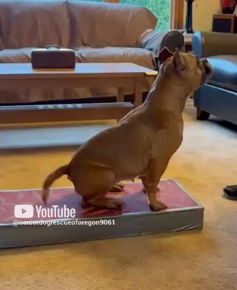 ✨ Meet Ellie. Again. And she&rsquo;s got tricks. ✨

This is our second post about Ellie, and we have exciting updates to share. Not only is Ellie calm, loving, and full of heart&hellip; she is also smart as a whip. I&rsquo;m sharing videos in this po