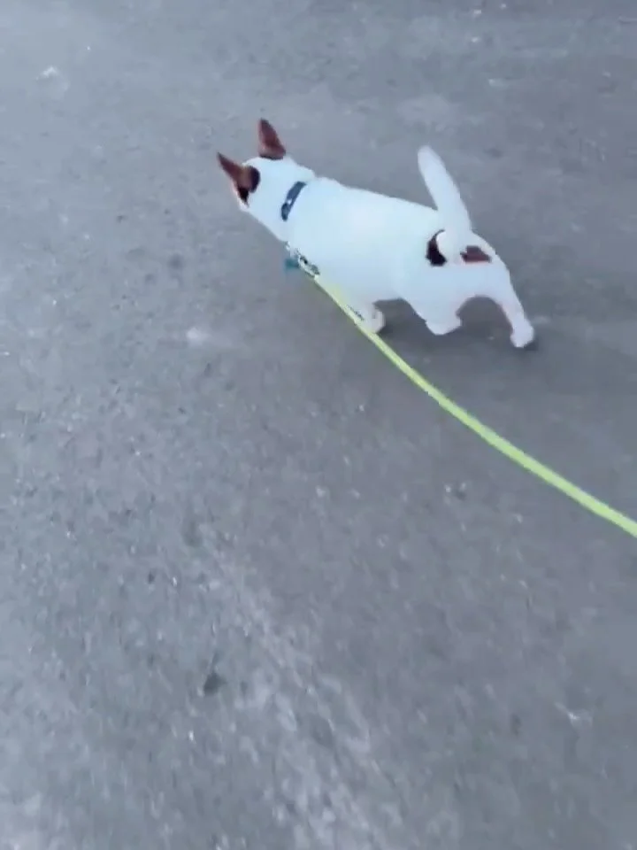 ‼️🚑 Urgent Medical Care: Help needed! 🚑‼️

SDRO friends and family! We&rsquo;re sharing a plea to help us raise funds to support a unique and urgent medical need for 11 year old terrier mix, Shredder. 

His story is like many that we see. Shredder 