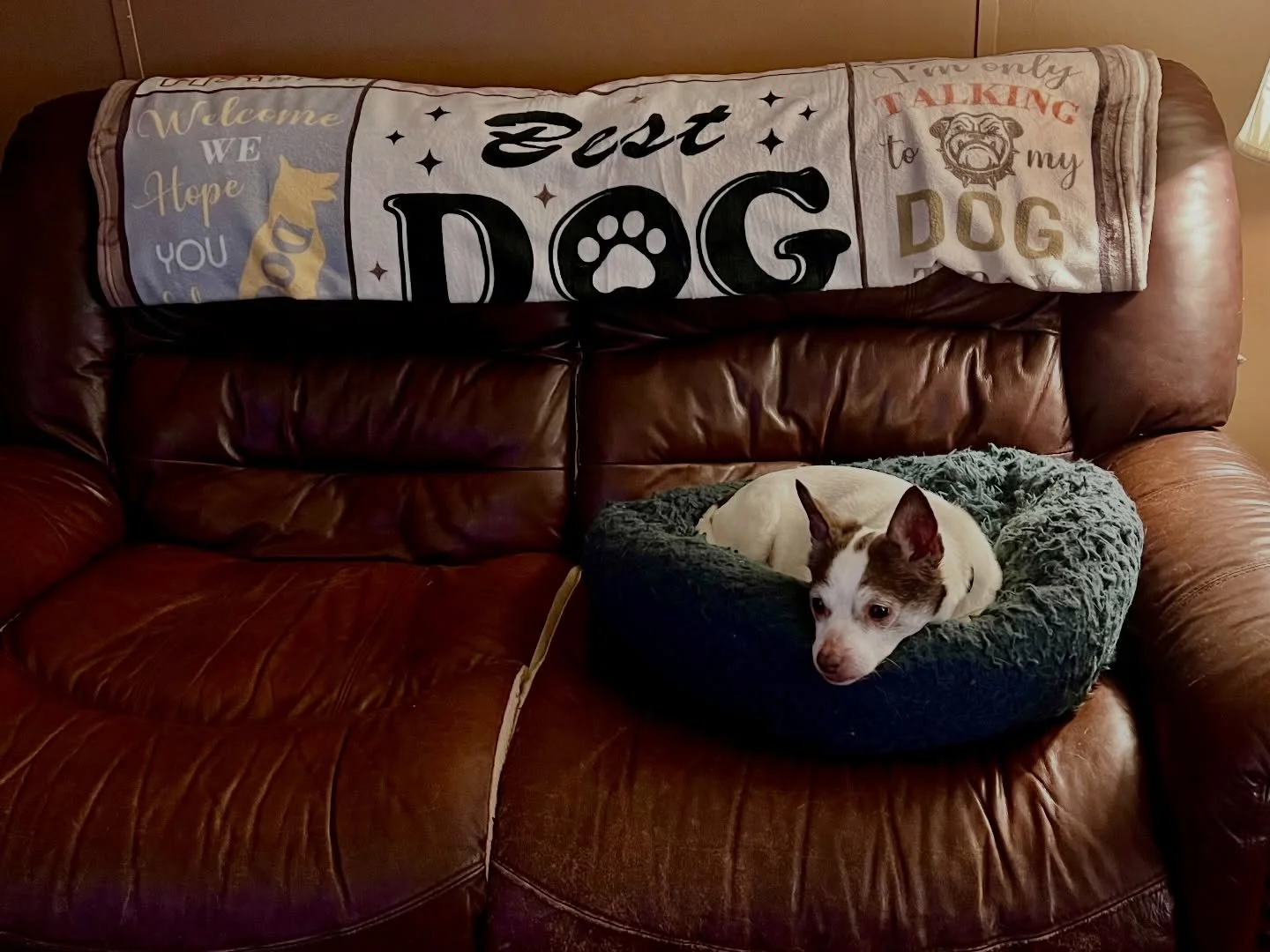 🎉💛 Shredder Update! 💛🎉

On behalf of everyone at SDRO, thank you to all the supporters, donors, and medical staff that made Shredder&rsquo;s emergency ear surgery possible this weekend. We have GREAT news! 

The medical clinic confirmed that they