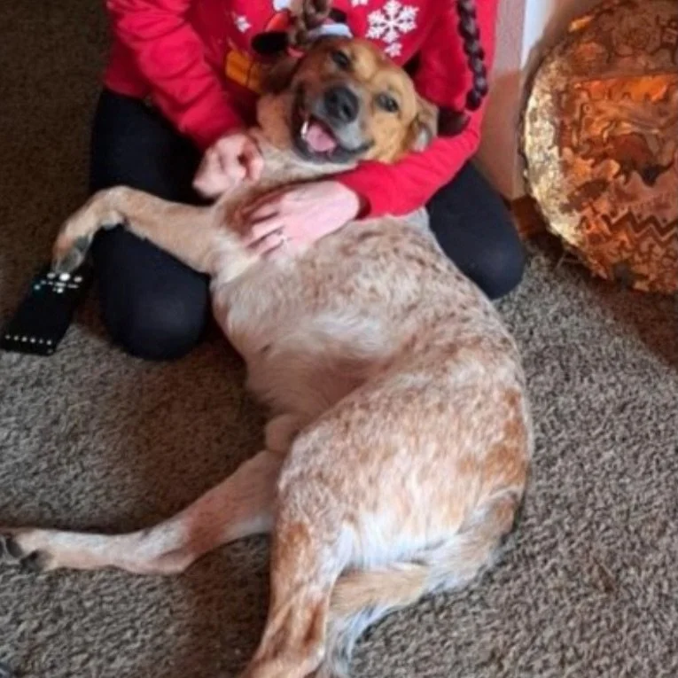 &hearts;️ Meet Jack, and just try not to fall in love. 🐾❤️

Jack is an 8-year-old shepherd mix who recently lost his beloved human. He&rsquo;s a gentle, calm, loving boy who just wants to find someone to be loyal to again.❤️

At 65 lbs, he&rsquo;s t