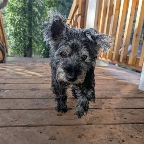 17 years of being a good girl. She deserves the world for her last chapter. ✨

Meet Annie 💛 a 17-year-old Cairn Terrier/Yorkie mix who is looking for one last loving home to call her own. 🏡 Annie has been deeply loved her whole life, but due to her