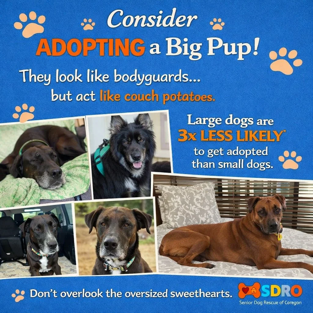 Big Dogs, Bigger Hearts: Why the &ldquo;Extra Large&rdquo; Option Can Be Extra Awesome! 🐾

They say the best things in life come in big packages, but when it comes to adoption, large dogs are often the most overlooked. Don&rsquo;t let the size fool 