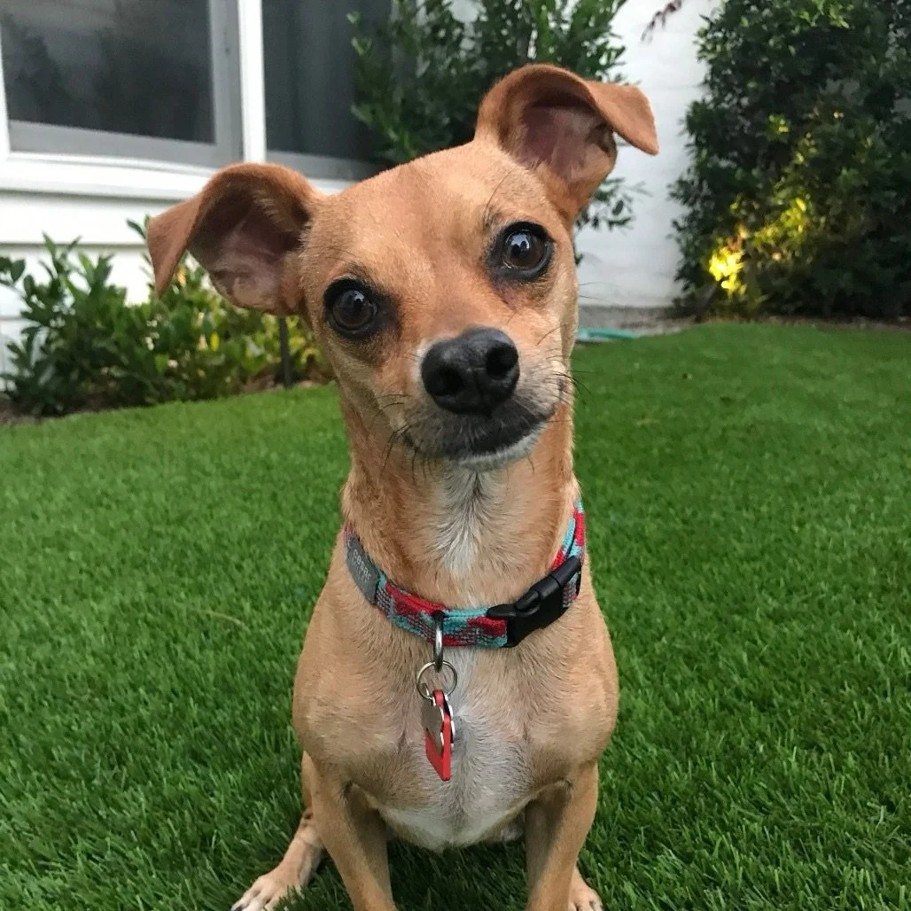 Meet Cody: Low rider, High standards 🐾😎

12 years young, 13 pounds, and fully committed to the simple life. Cody is a Dachshund/Chihuahua mix with a big personality packed into a small, low-rider frame.

His vibe:
&bull; Neighborhood walk enthusias