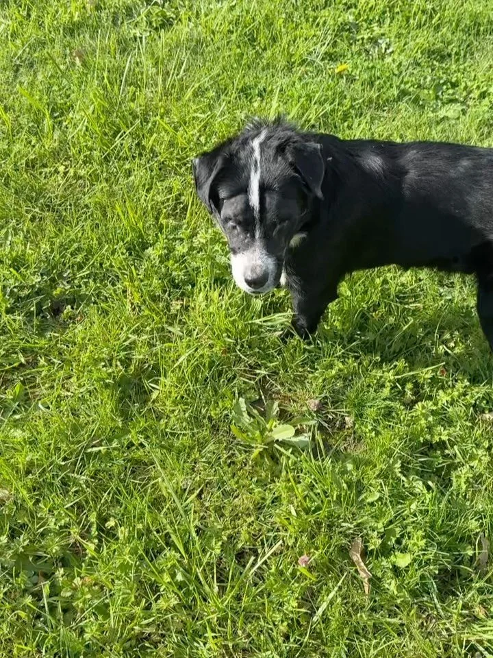 This one&rsquo;s got our hearts 💛 SDRO friends, meet Toby: 

Hi! I&rsquo;m Toby, a 7&ndash;8 year old, 26 lb mini Border Collie mix 🐾. I was found in Portland blind and underweight, and later had my eyes removed due to glaucoma. I&rsquo;ve healed w