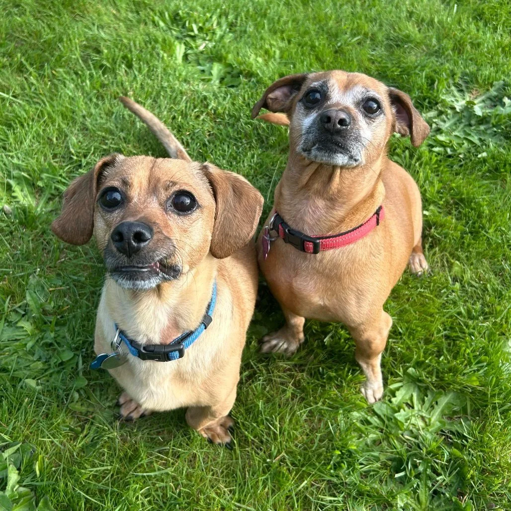 Two Peas in a Pod: Meet Woody &amp; Wally! 🐾🐕&zwj;🦺

Double the dachshund, double the love! This distinguished duo is looking for a retirement home where they can keep their &ldquo;bonded pair&rdquo; status official. If you have a soft couch and a