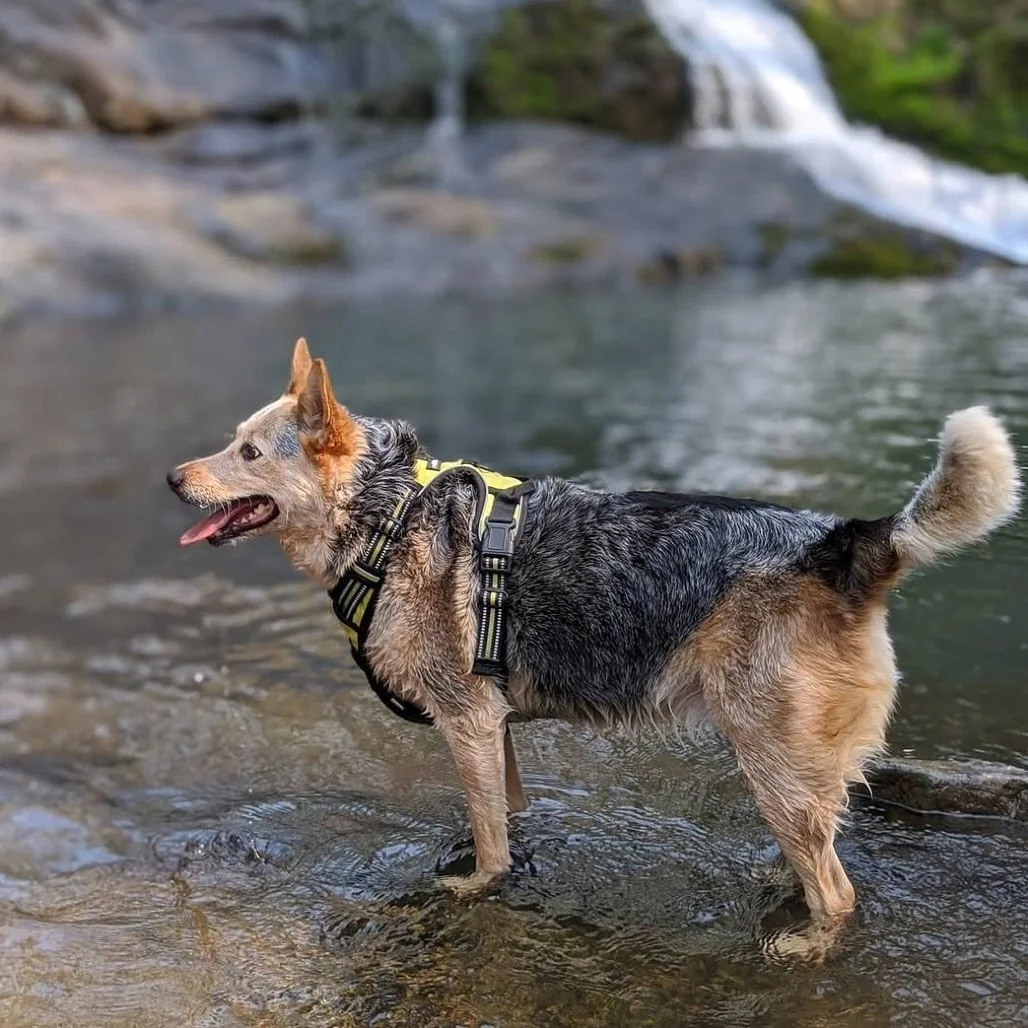 ✨ Golden girl energy only ✨

💛 SDRO Friends, Meet Louise 💛

12 years old &bull; 40 lbs &bull; Australian Cattle Dog mix &bull; Expert snack finder 🍗🐾

Louise has spent years being someone&rsquo;s loyal companion. Now she&rsquo;s hoping for a soft