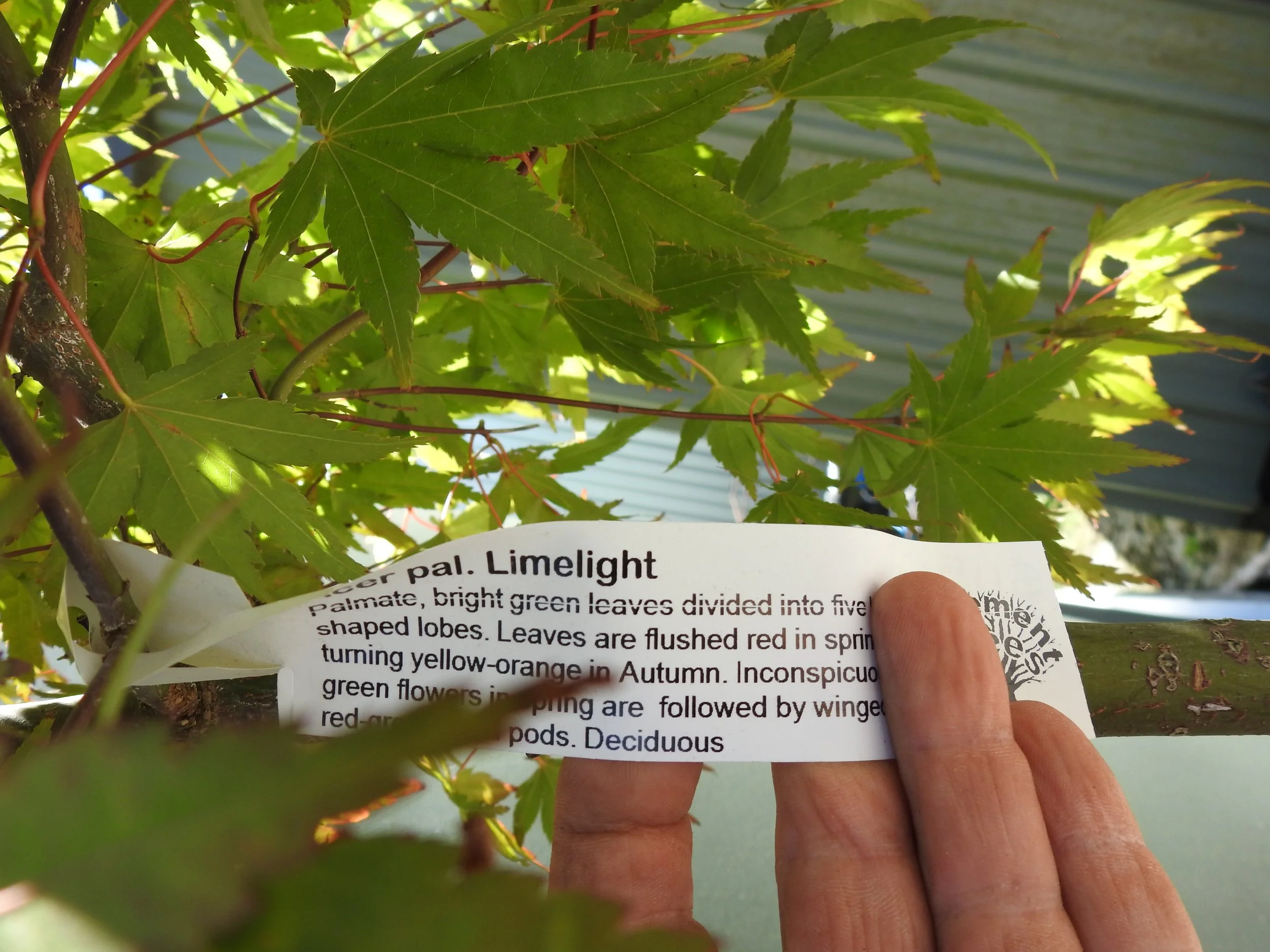 Description Acer Pal. Limelight.JPG