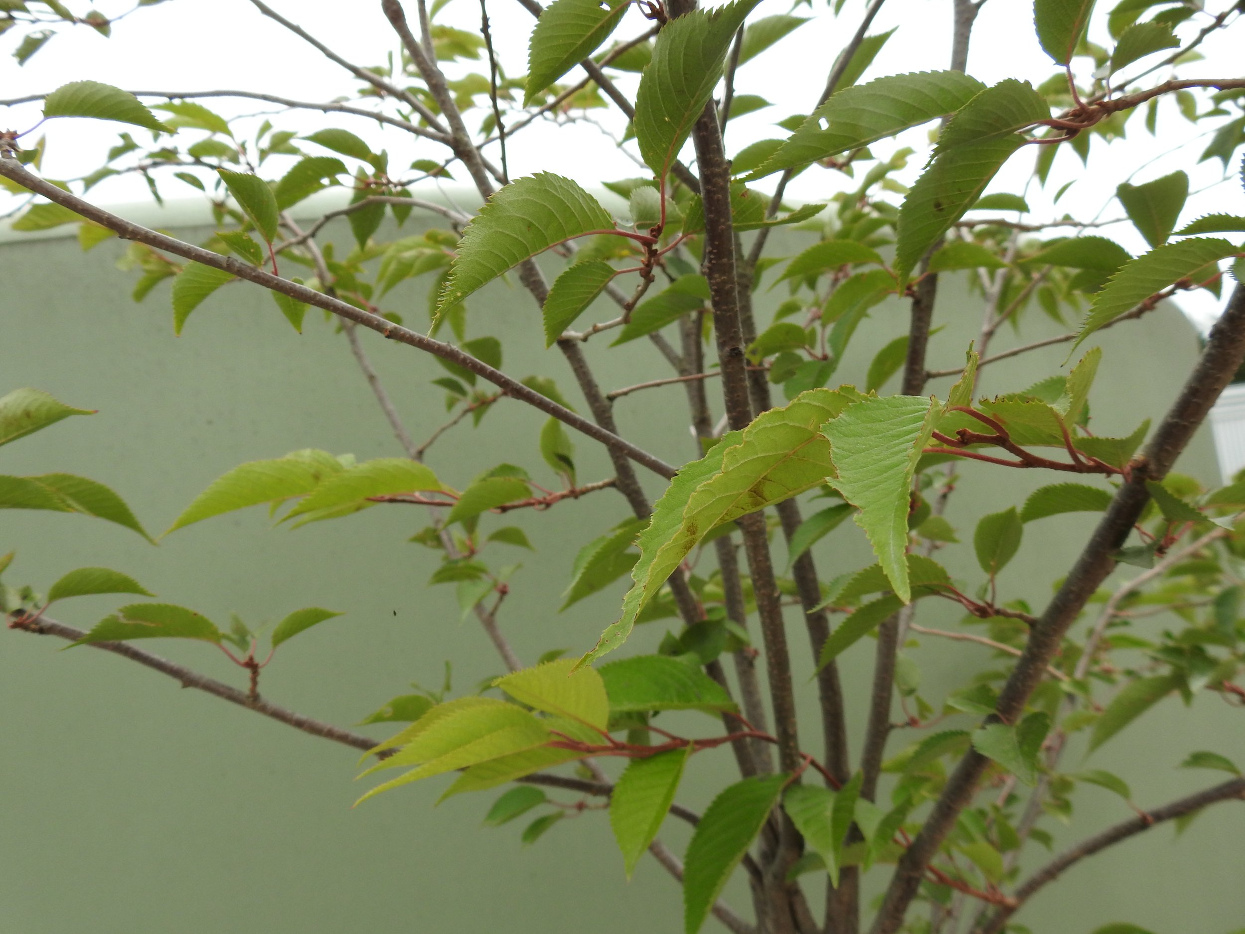 Close up Prunus Autumnalis Southern gem.JPG