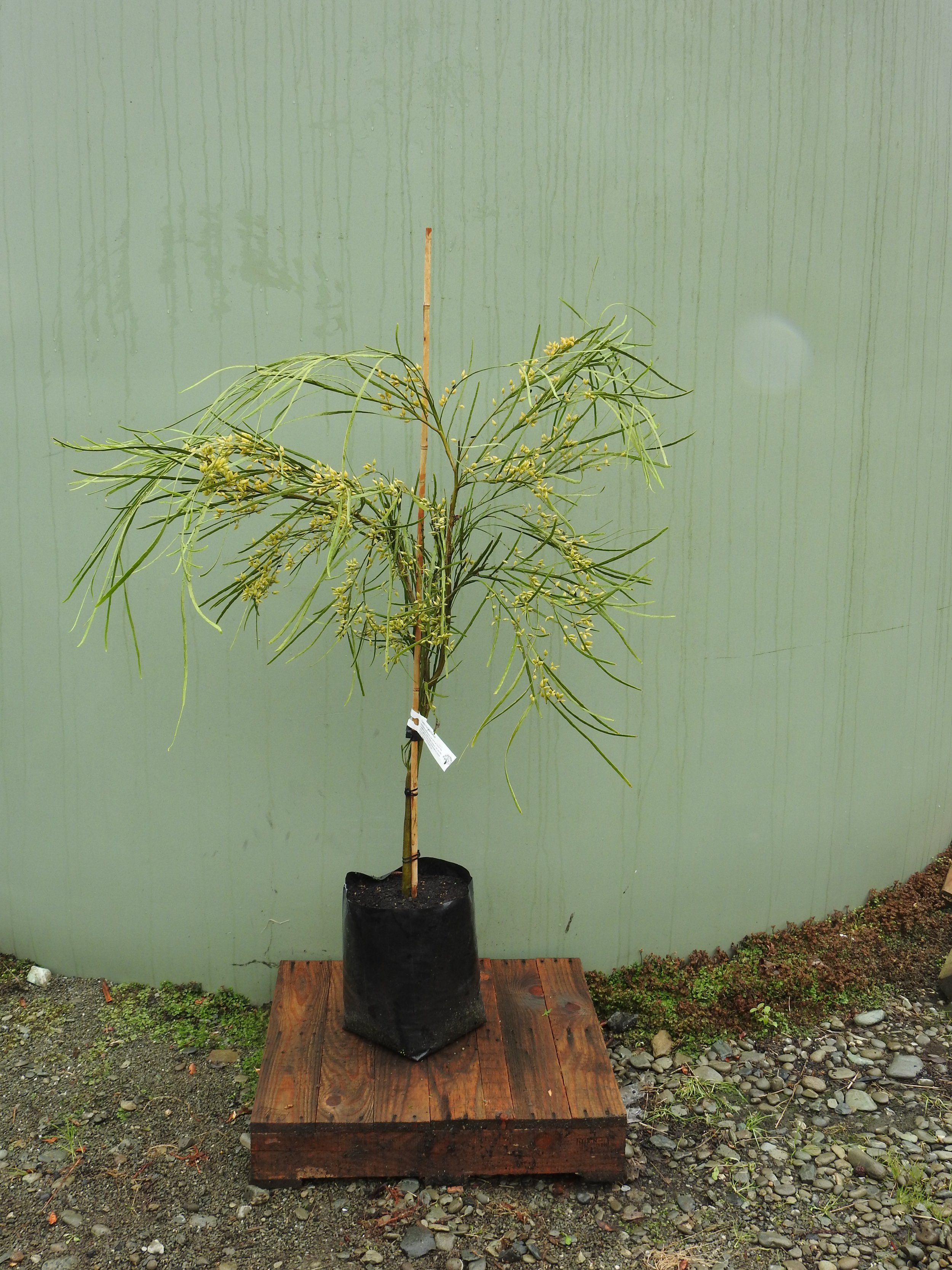 Carmichelia Williamsii.JPG