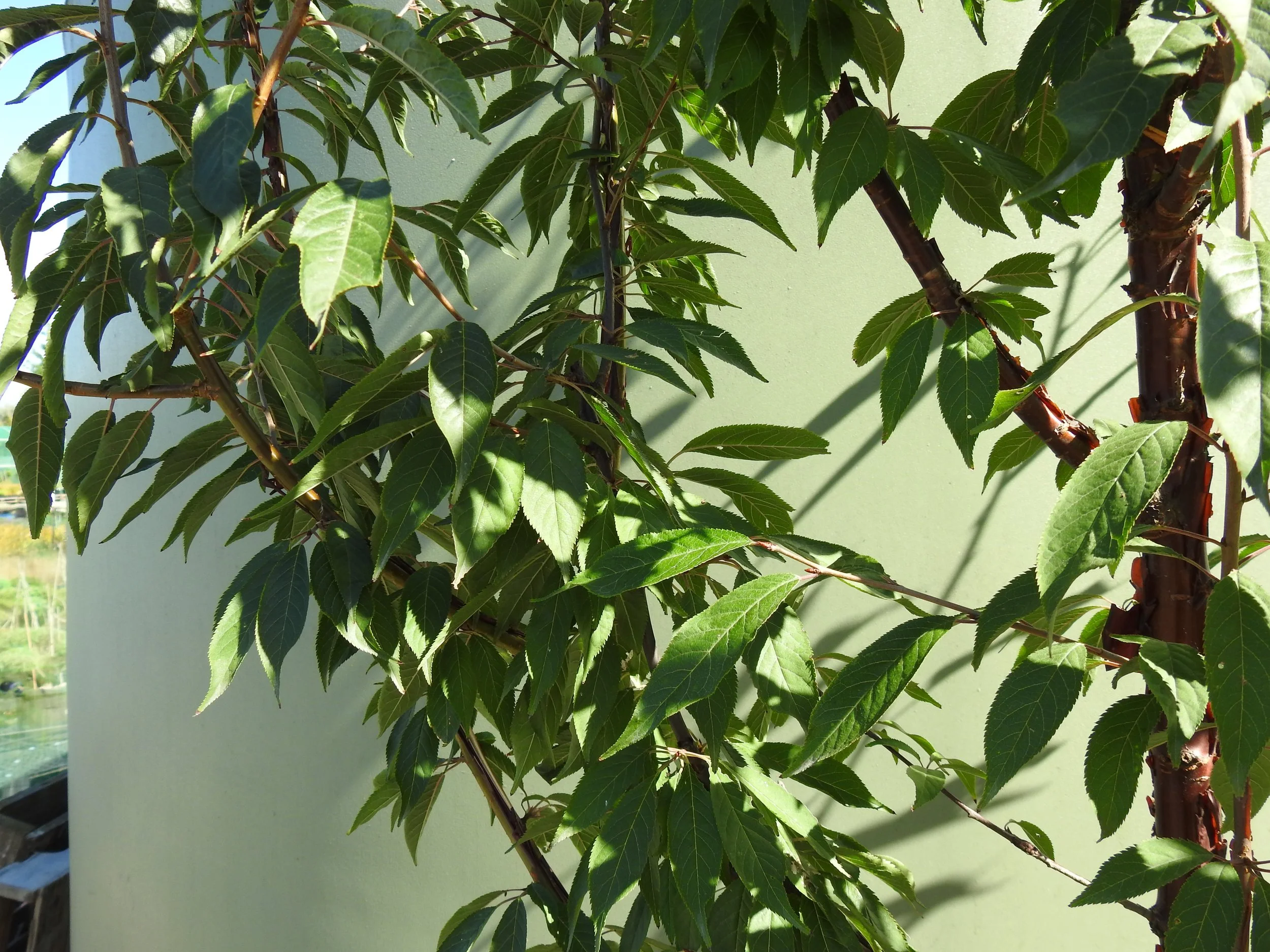 Close up Prunus Serrulla.JPG