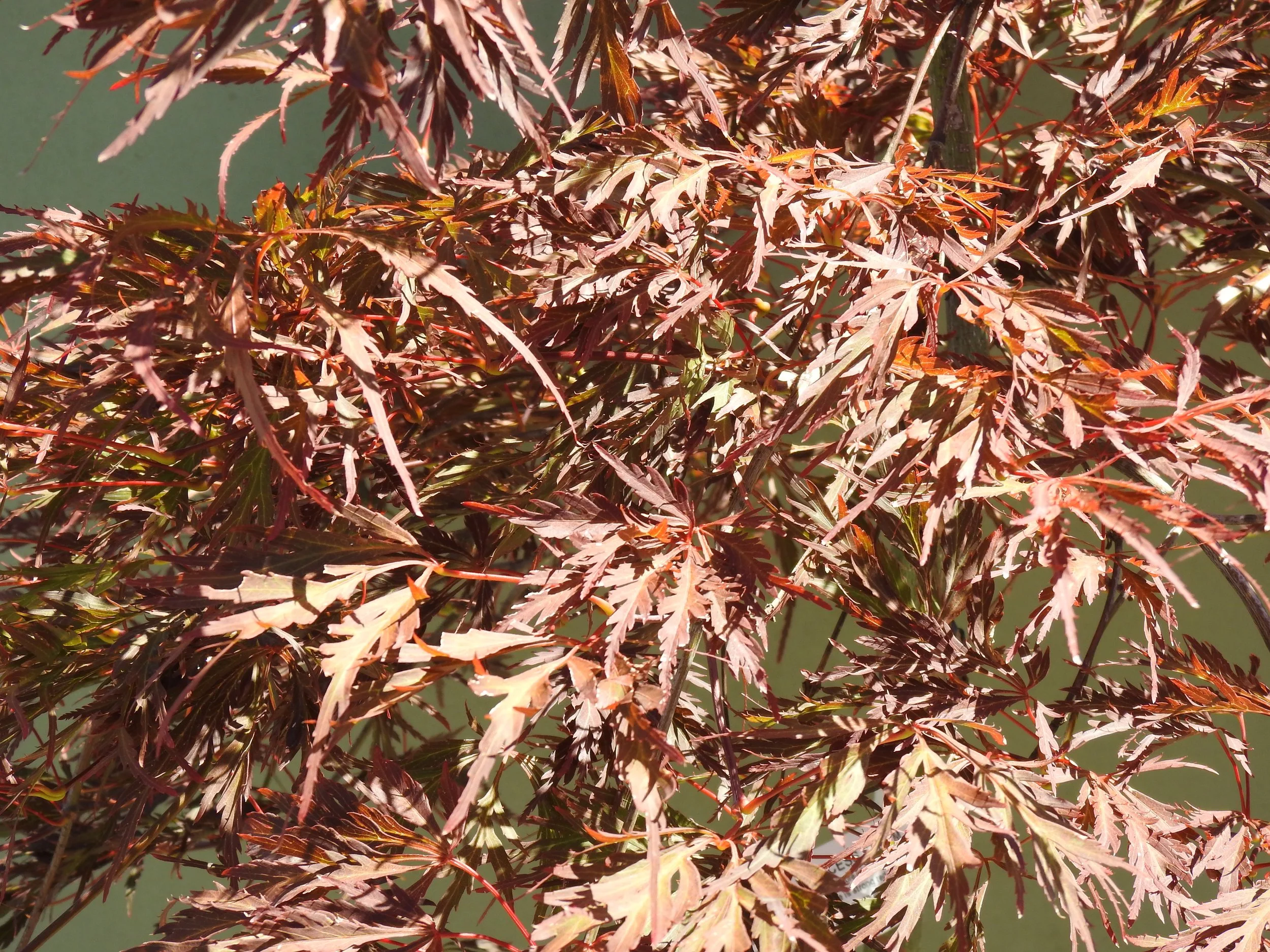 Close up Acer Diss. Crimson Princess.JPG