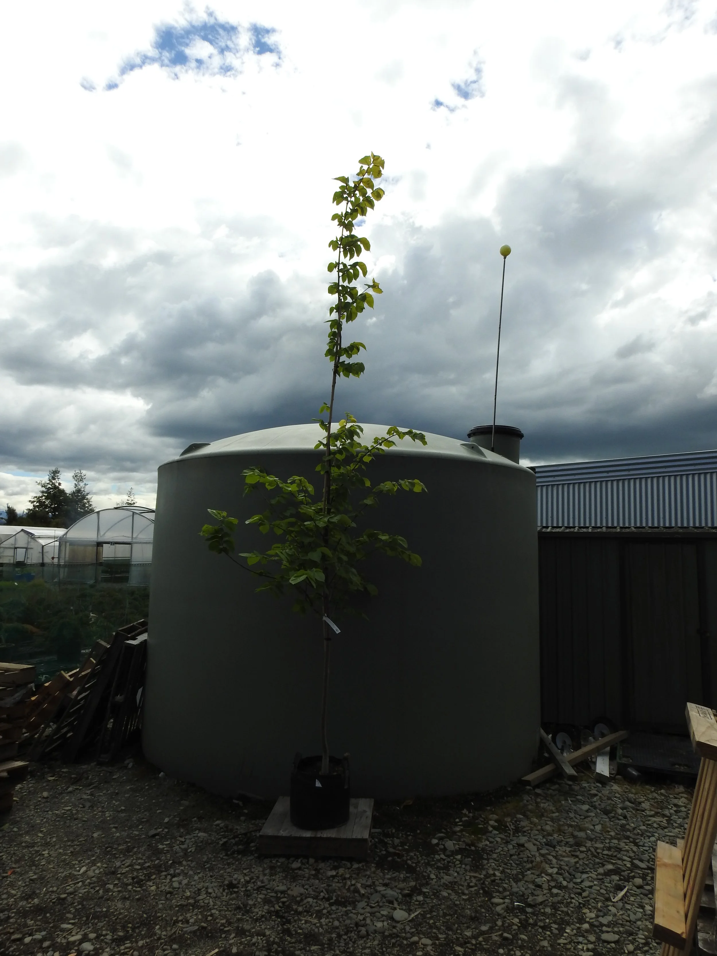 Ulmus procera 'Louis van Houtte'