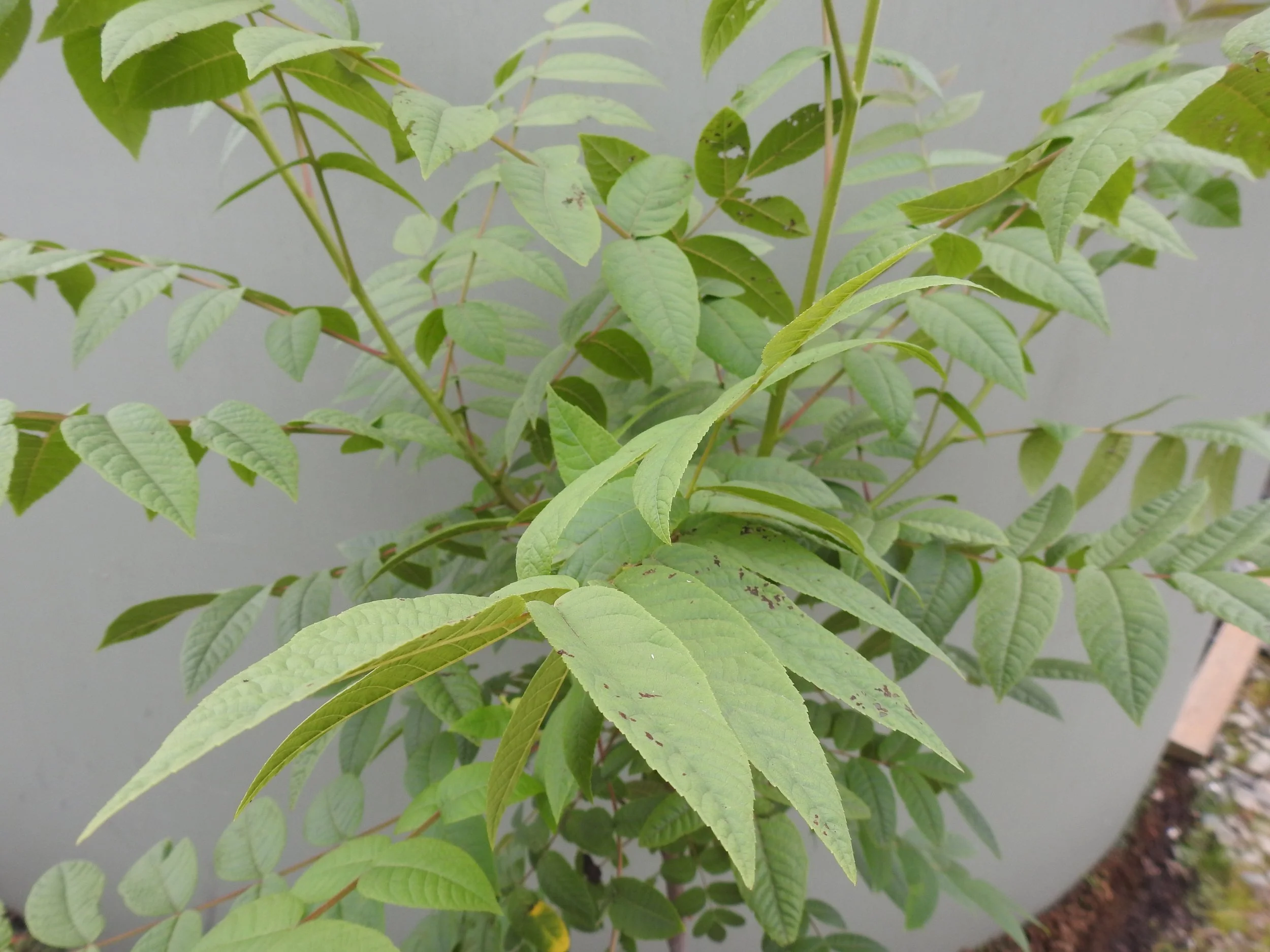 Close up Juglans Nigra.JPG