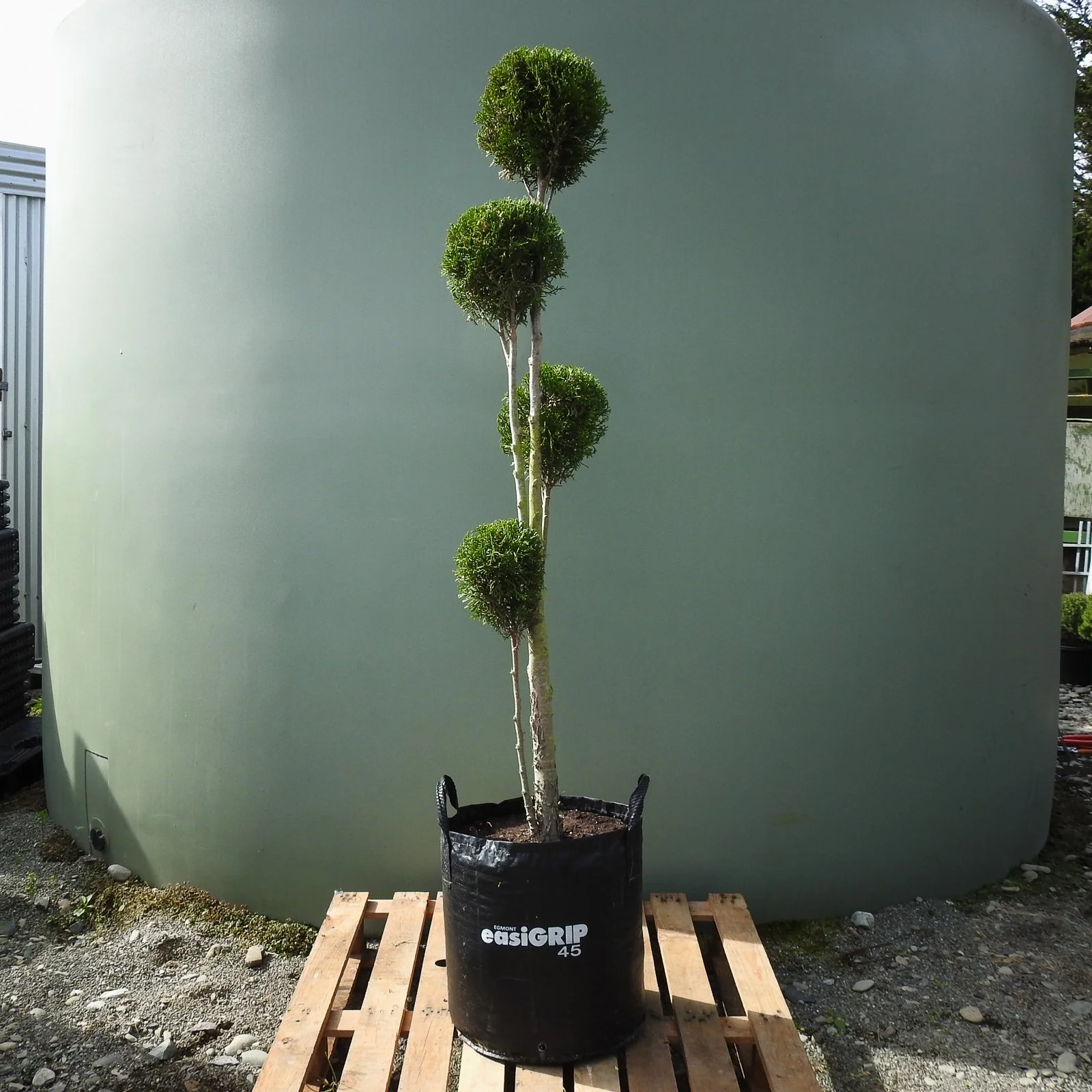 Thuja smaragd cloud.jpg