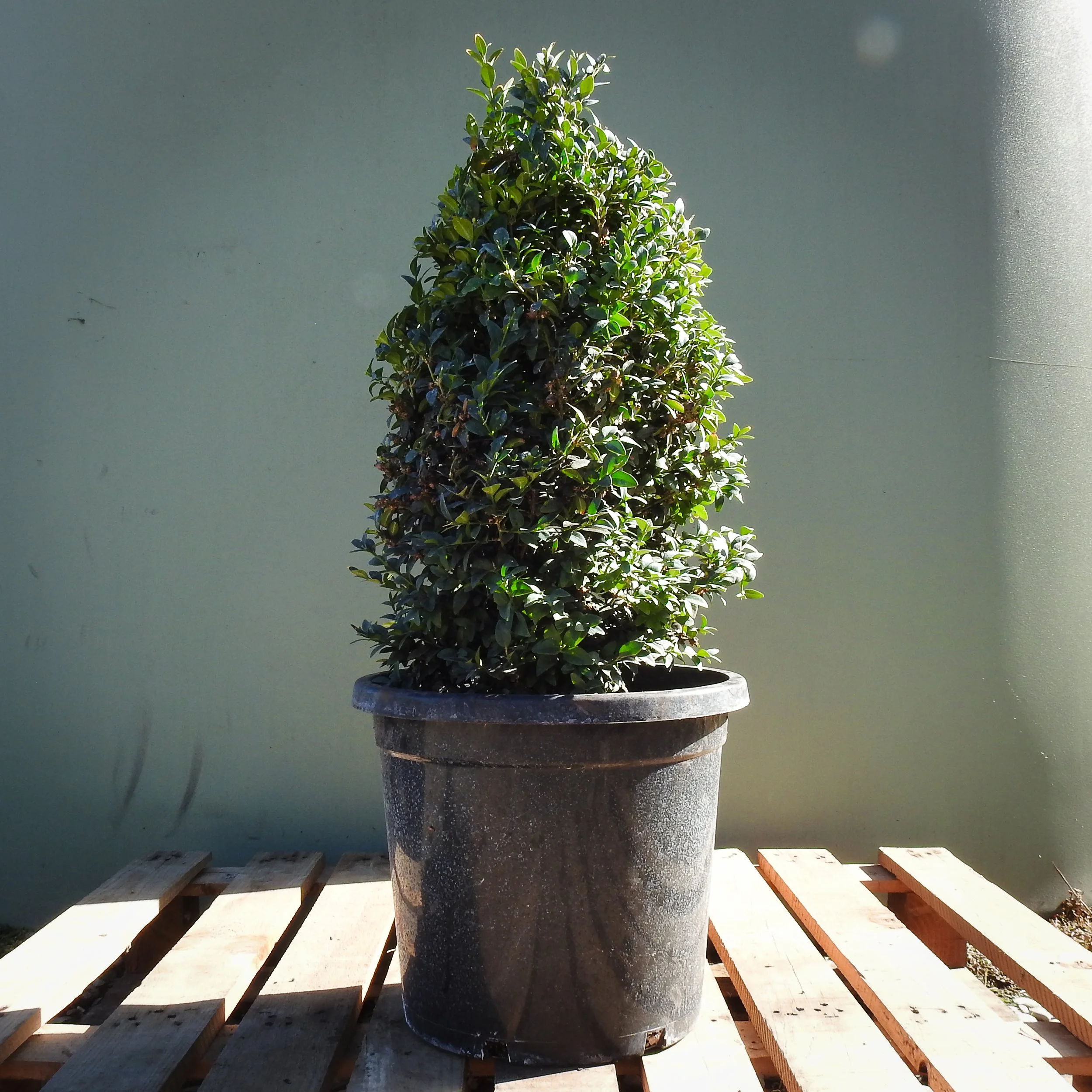 Buxus sempervirens Cone.jpg