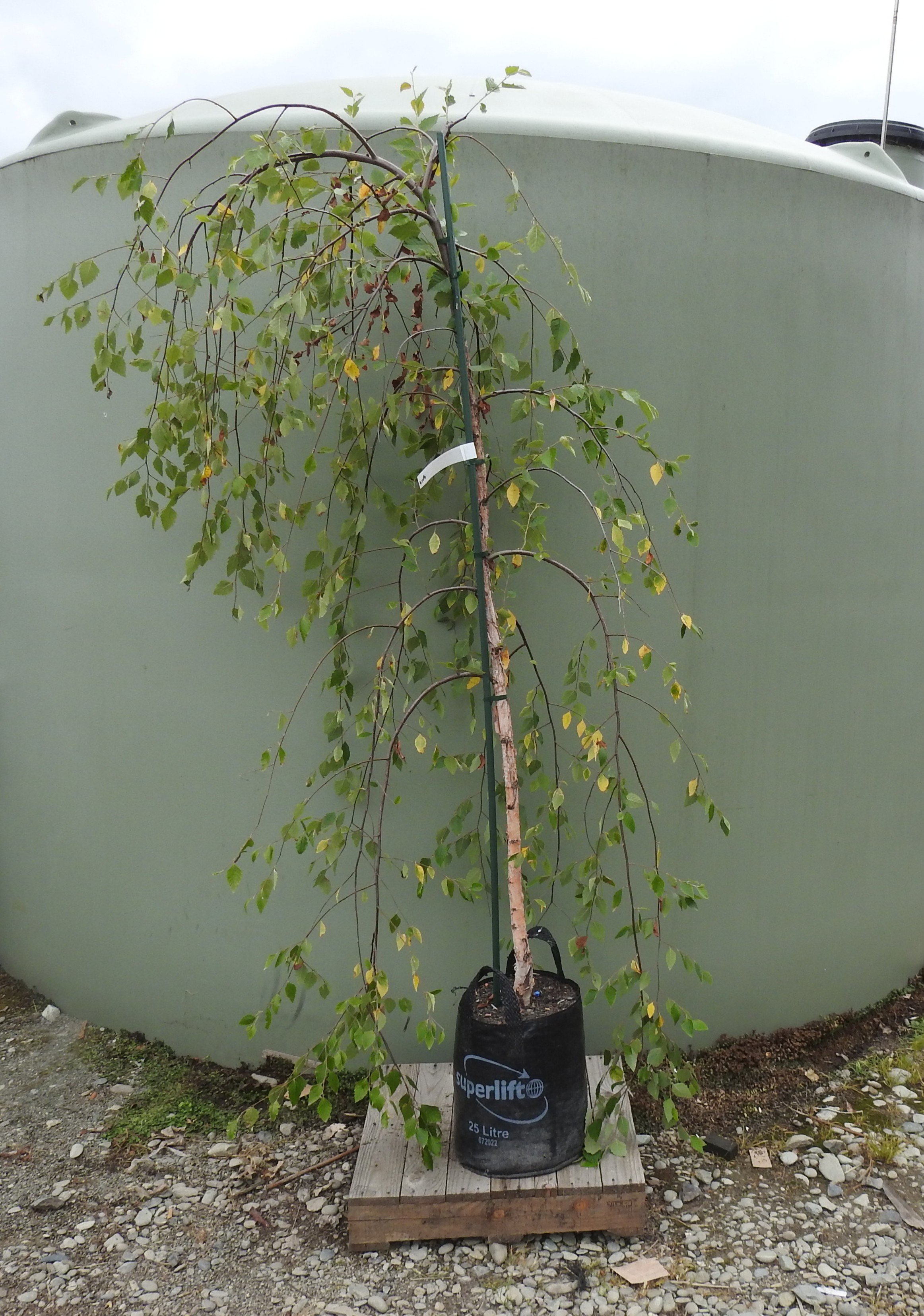 Batula Nigra Summer Cascade