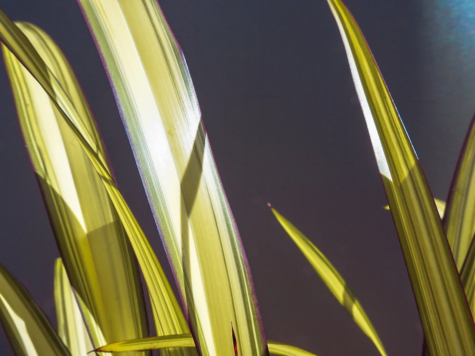 Phormium Cream Delight_CLOSE.jpg