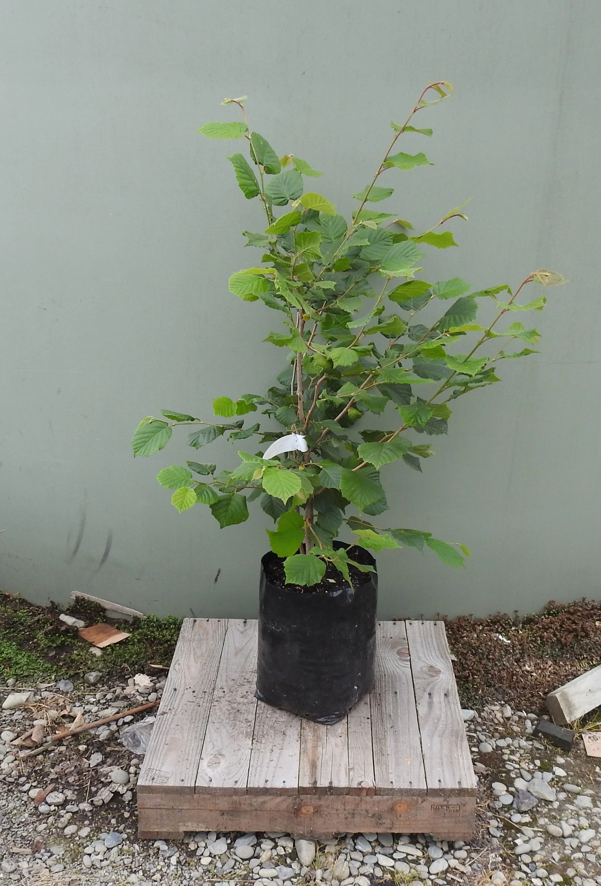 Corylus Avellana.JPG