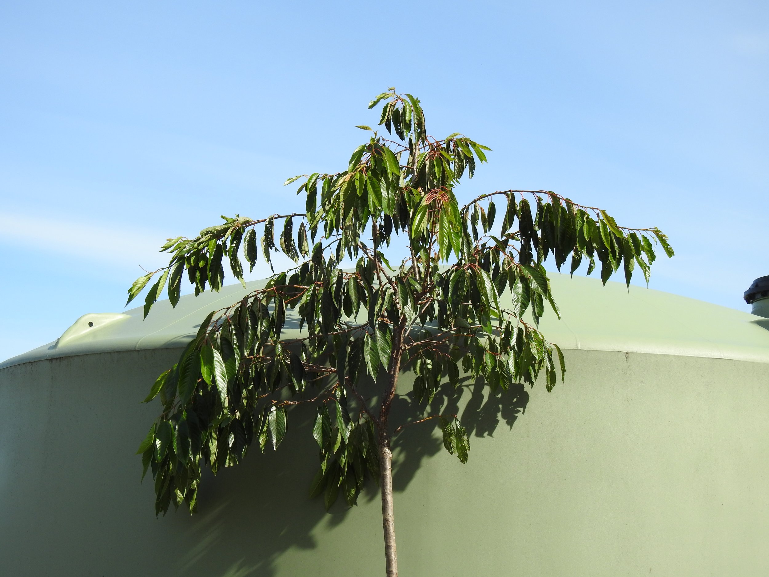 Leaves Prunus Mountain Ice.JPG