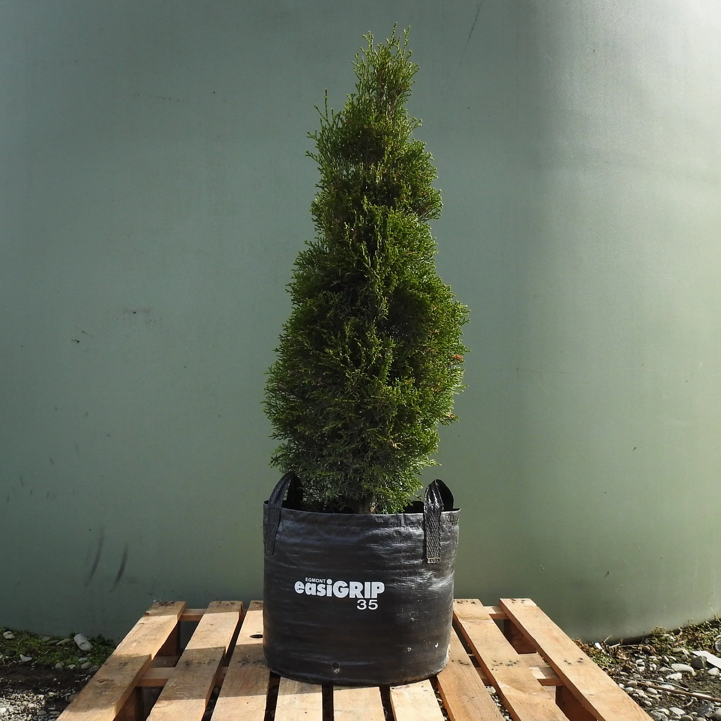 Thuja occidentalis 'Smaragd'.jpg