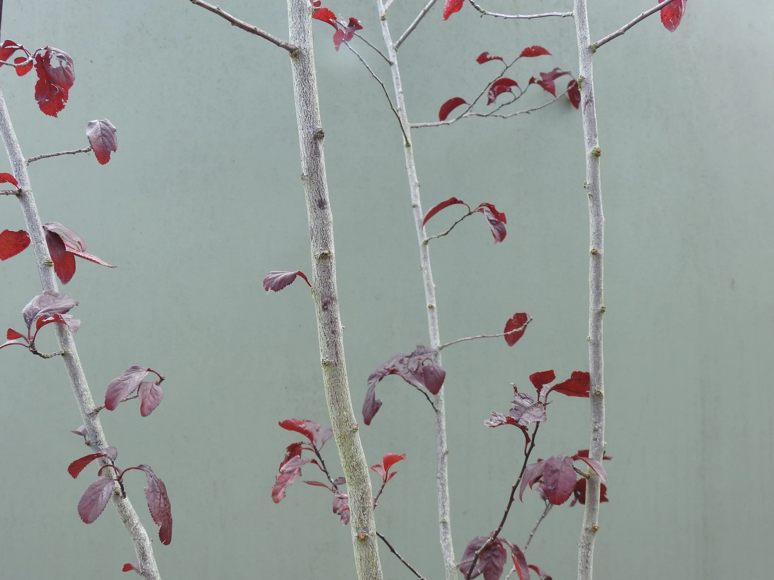 Close up Prunus Thundercloud.JPG