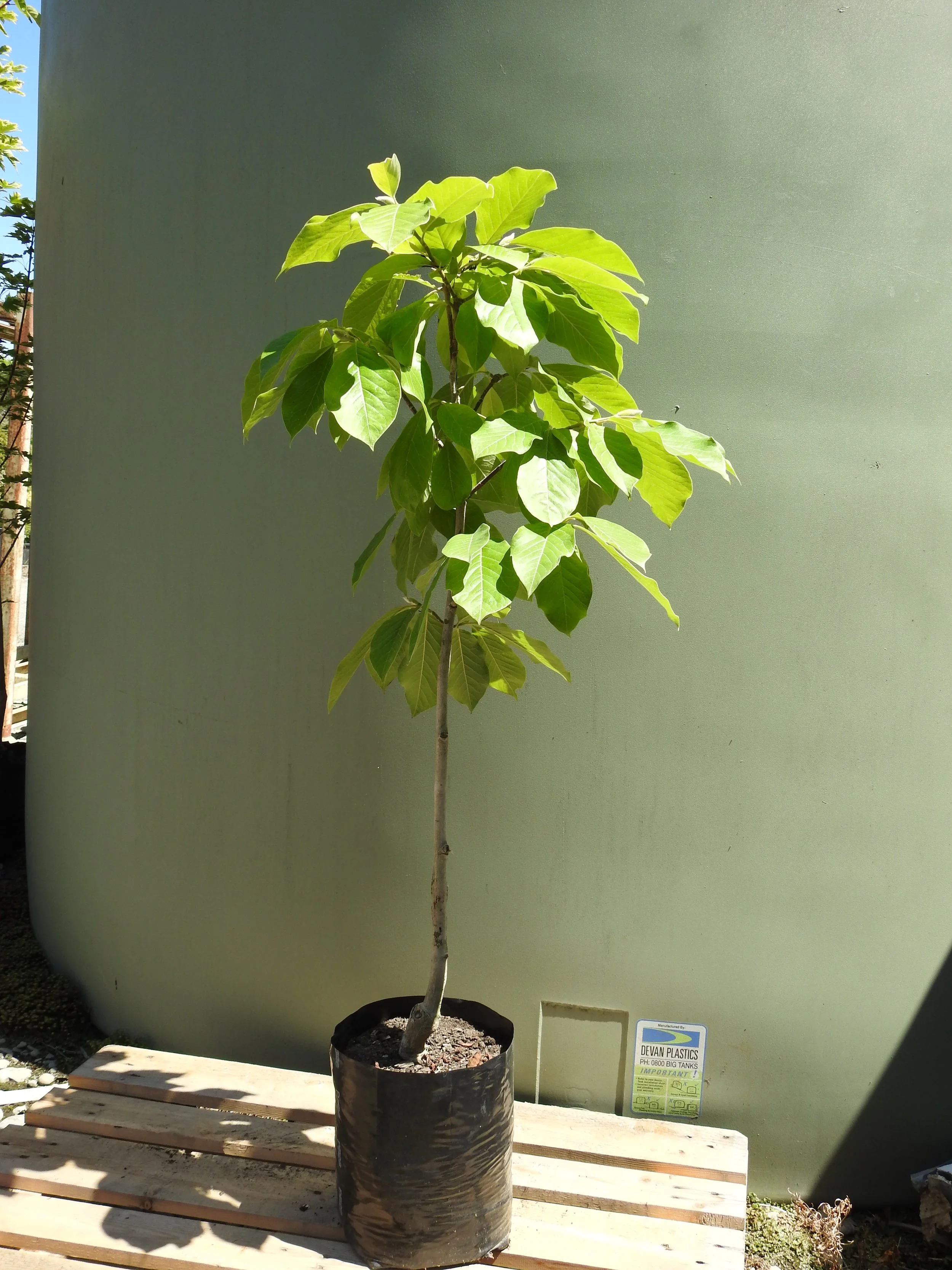 Magnolia Lolanthe.JPG