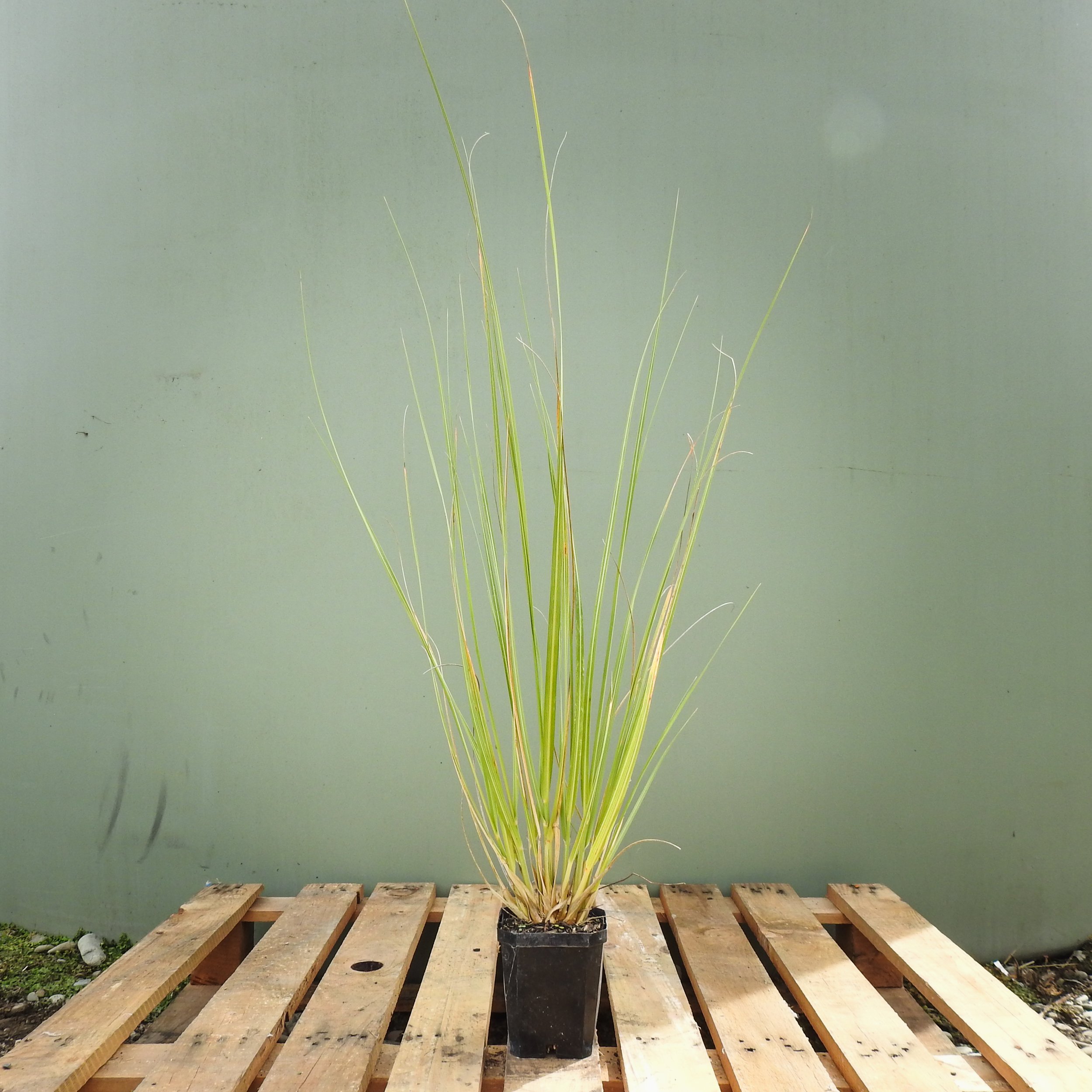 Austroderia richardii 1Lt.jpg