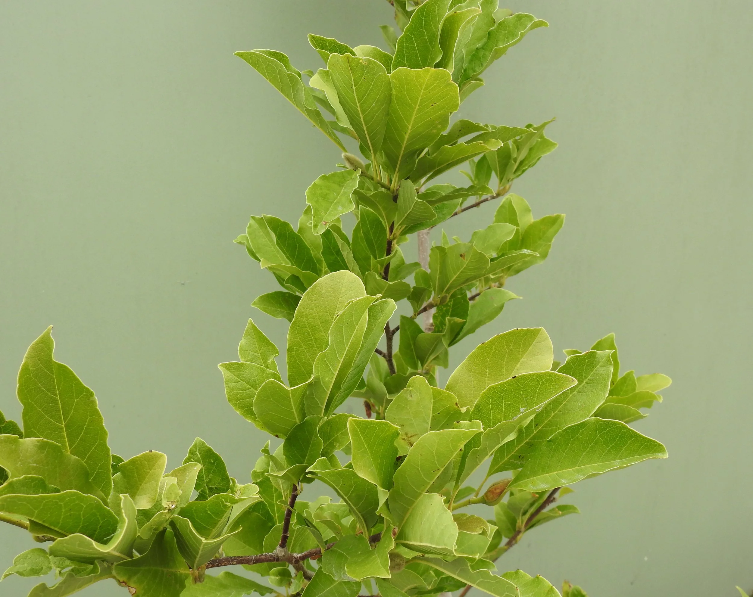 Close up Magnolia Wild Cat.JPG