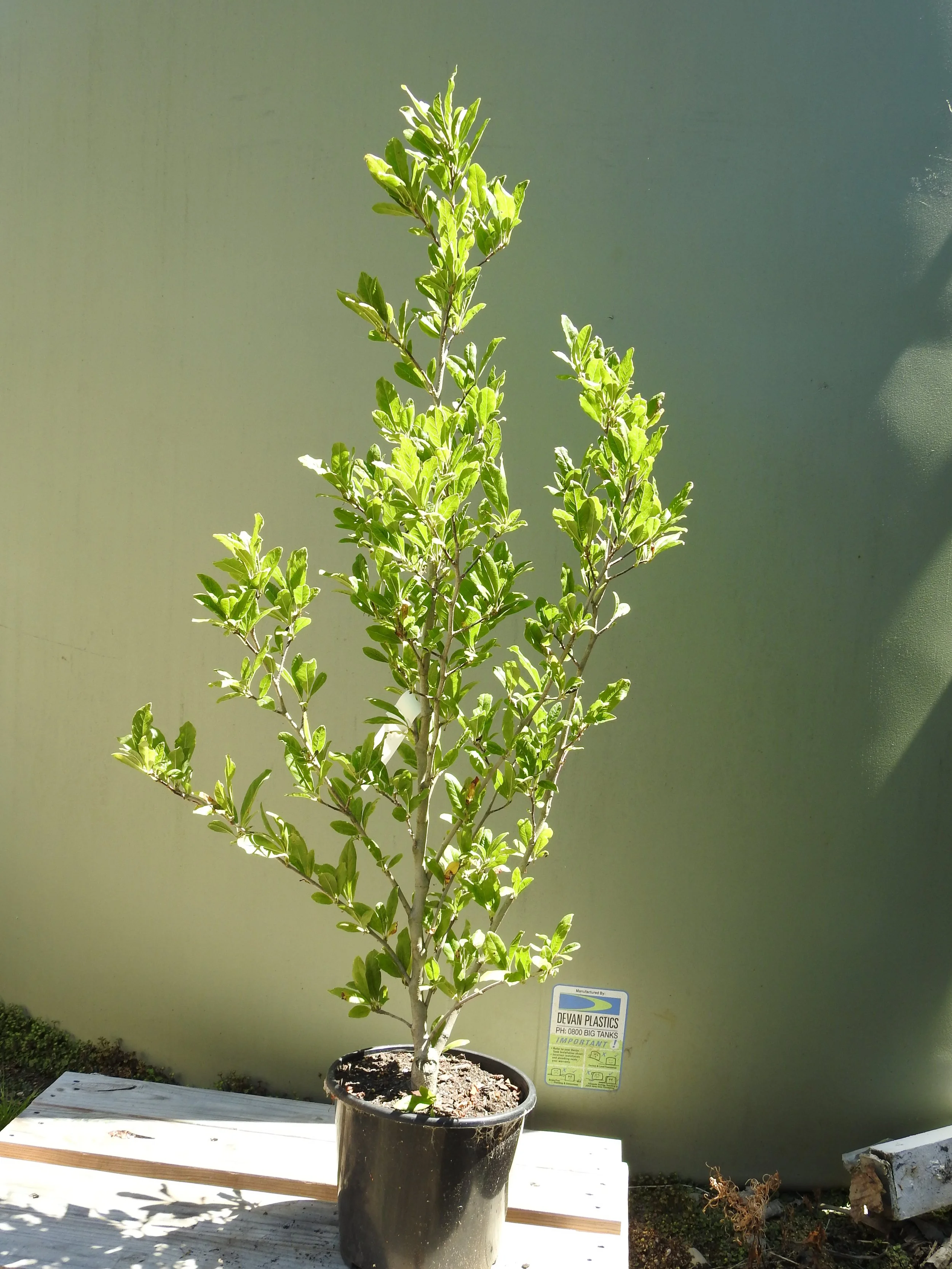 Magnolia Stellata Waterlily.JPG