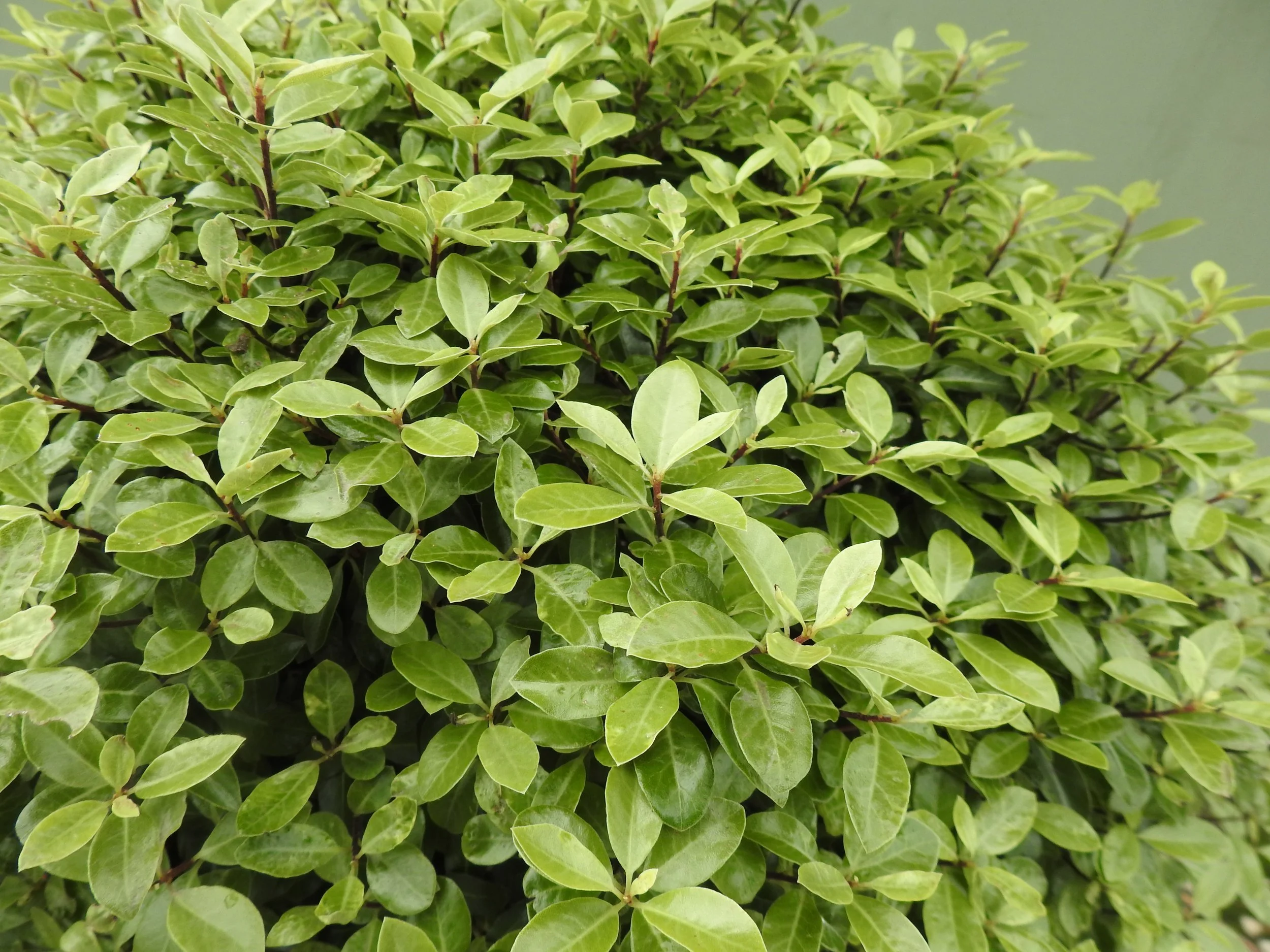 Close up Pittosporum Silver Ball.JPG