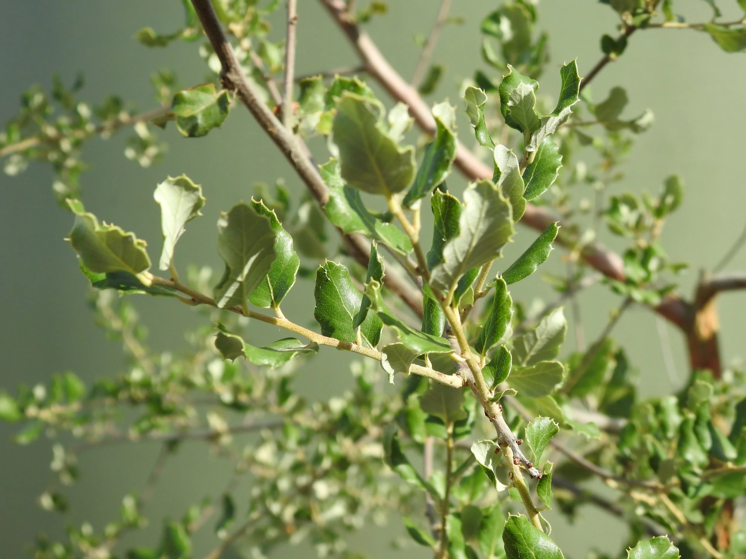 Close up Quercus Suber.JPG