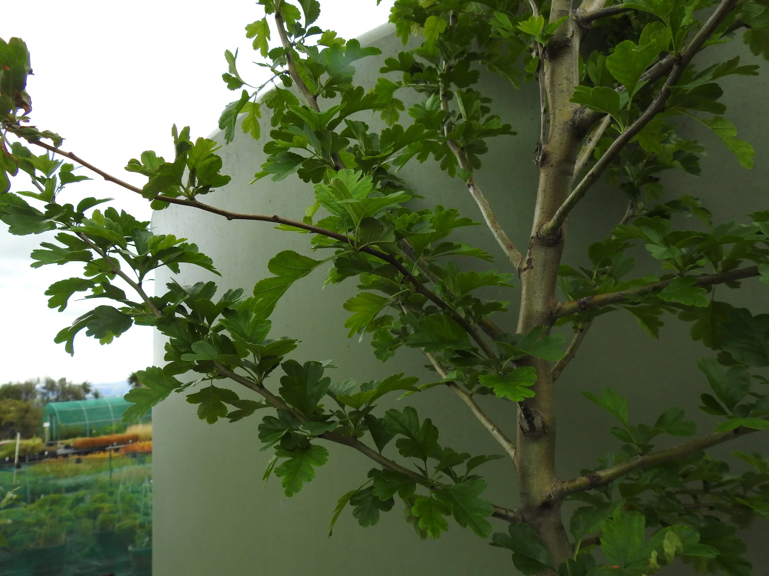 Close up Crateagus Laevigata Paul's Scarlet.JPG