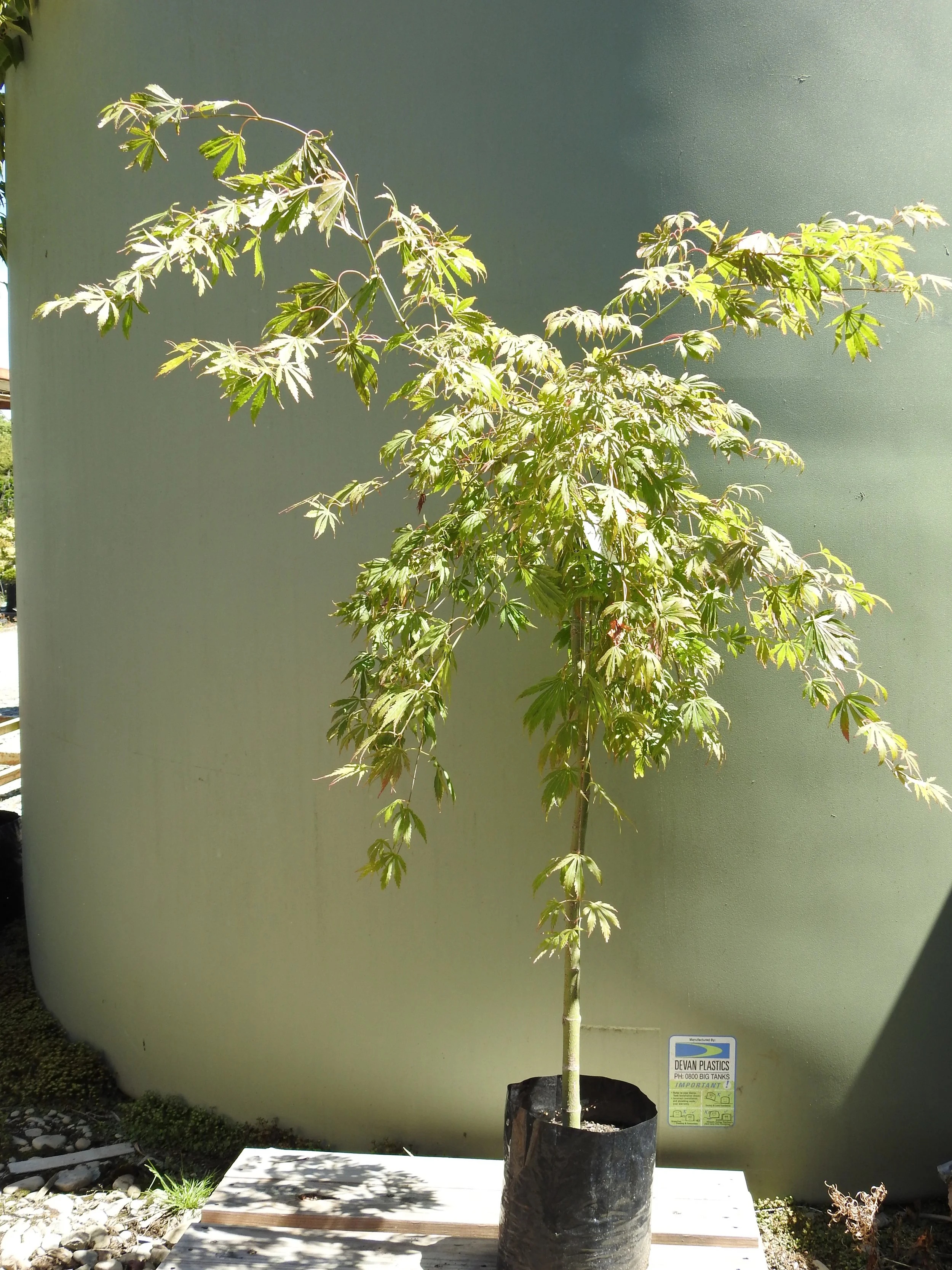 Acer Pal Omure Yama .JPG