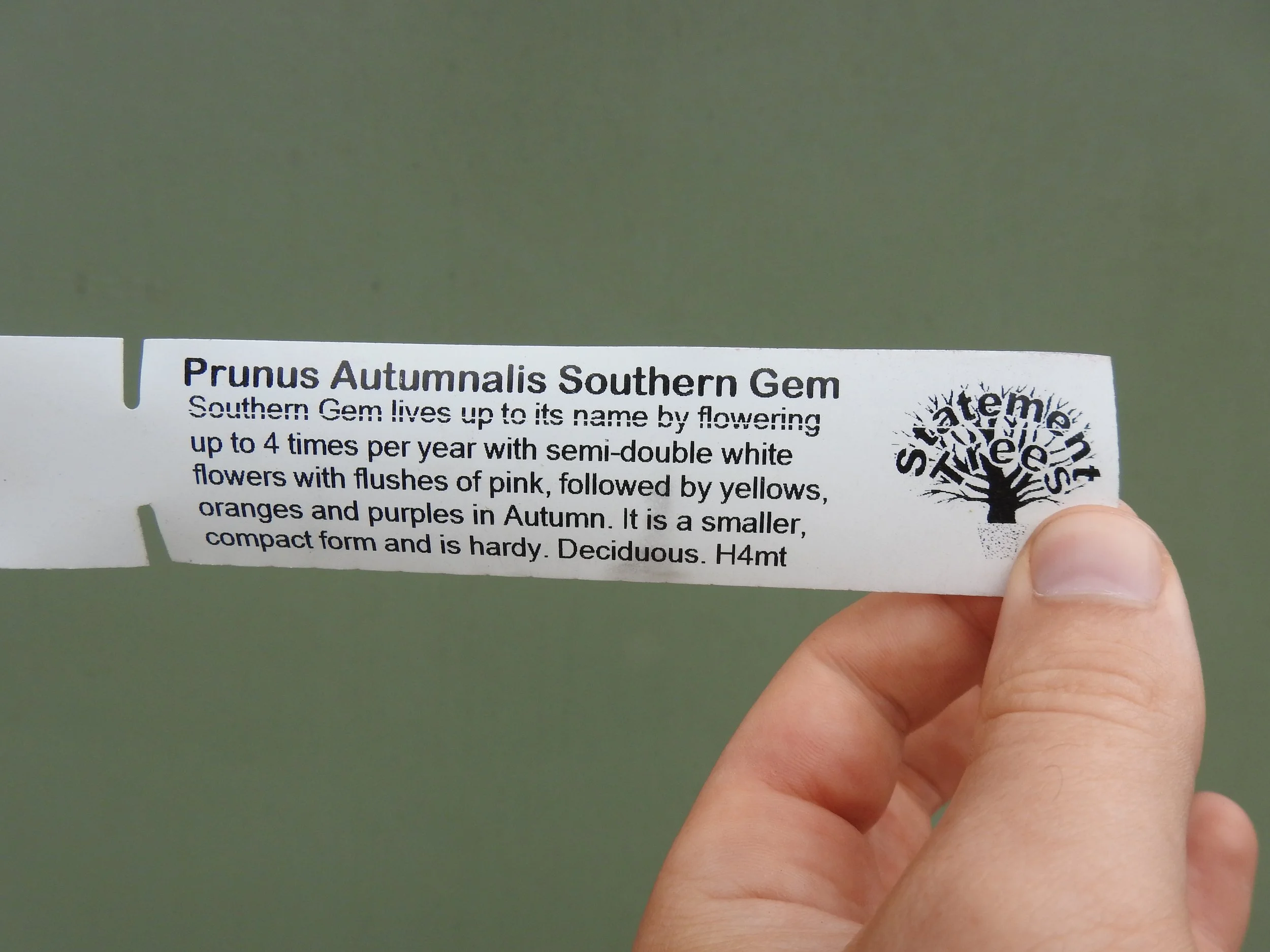 Description Prunus Autumnalis Southern gem 2 .JPG