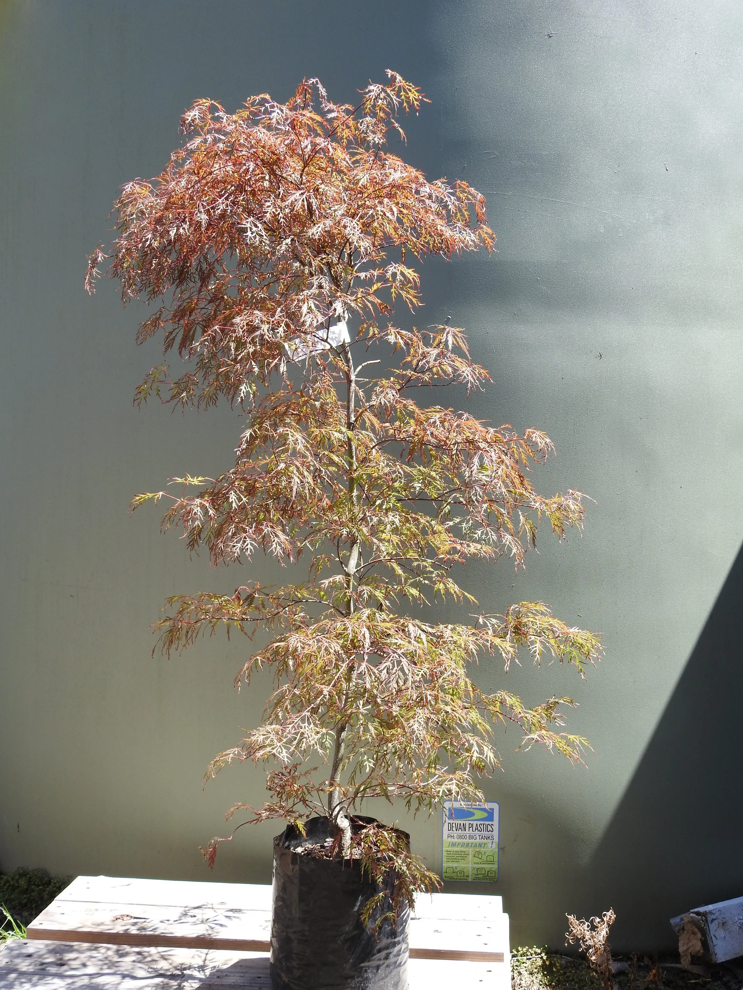 Ace Pal. Dissectum Baldsmith.JPG