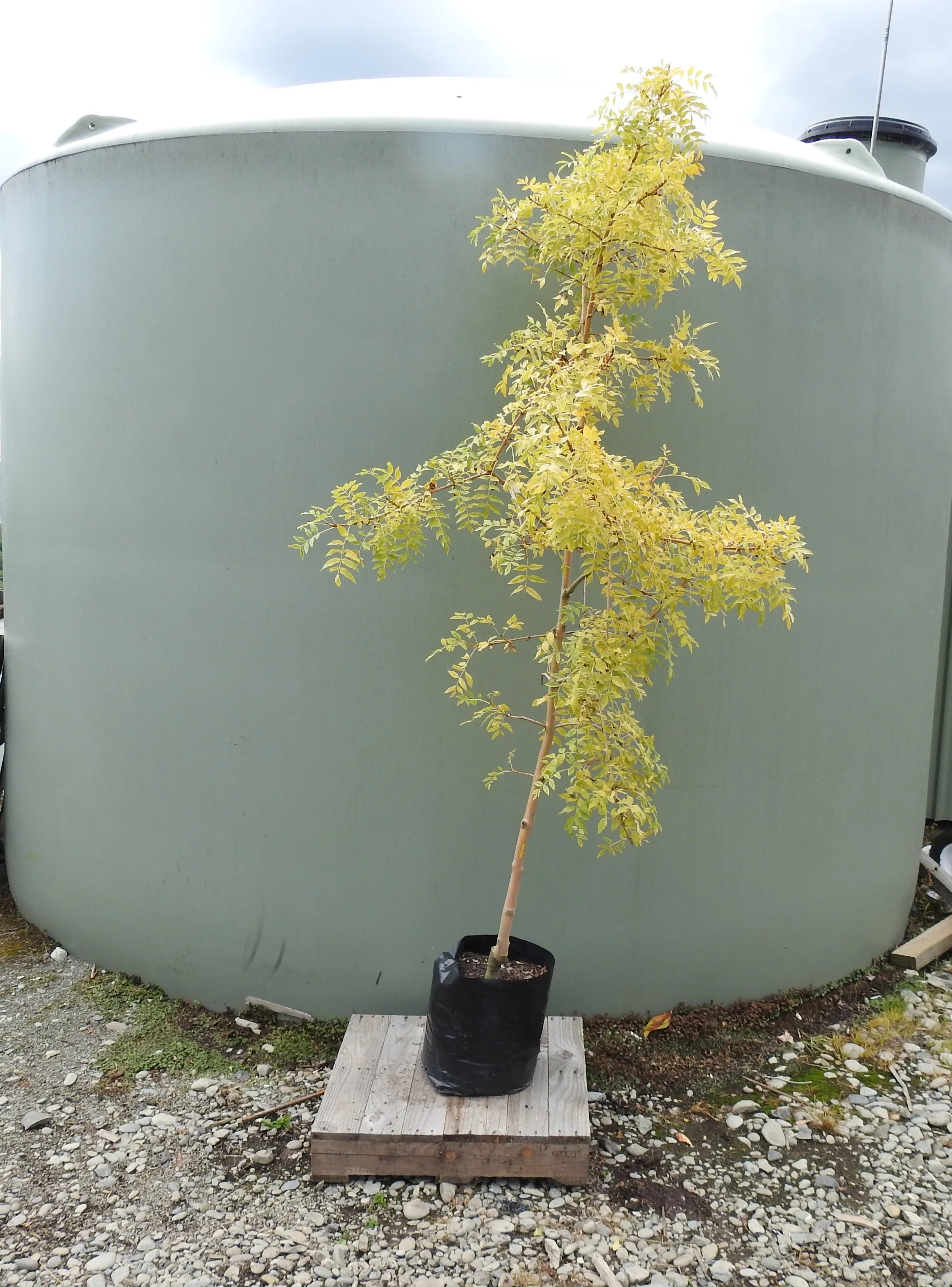 Fraxinus excelsior Pendula