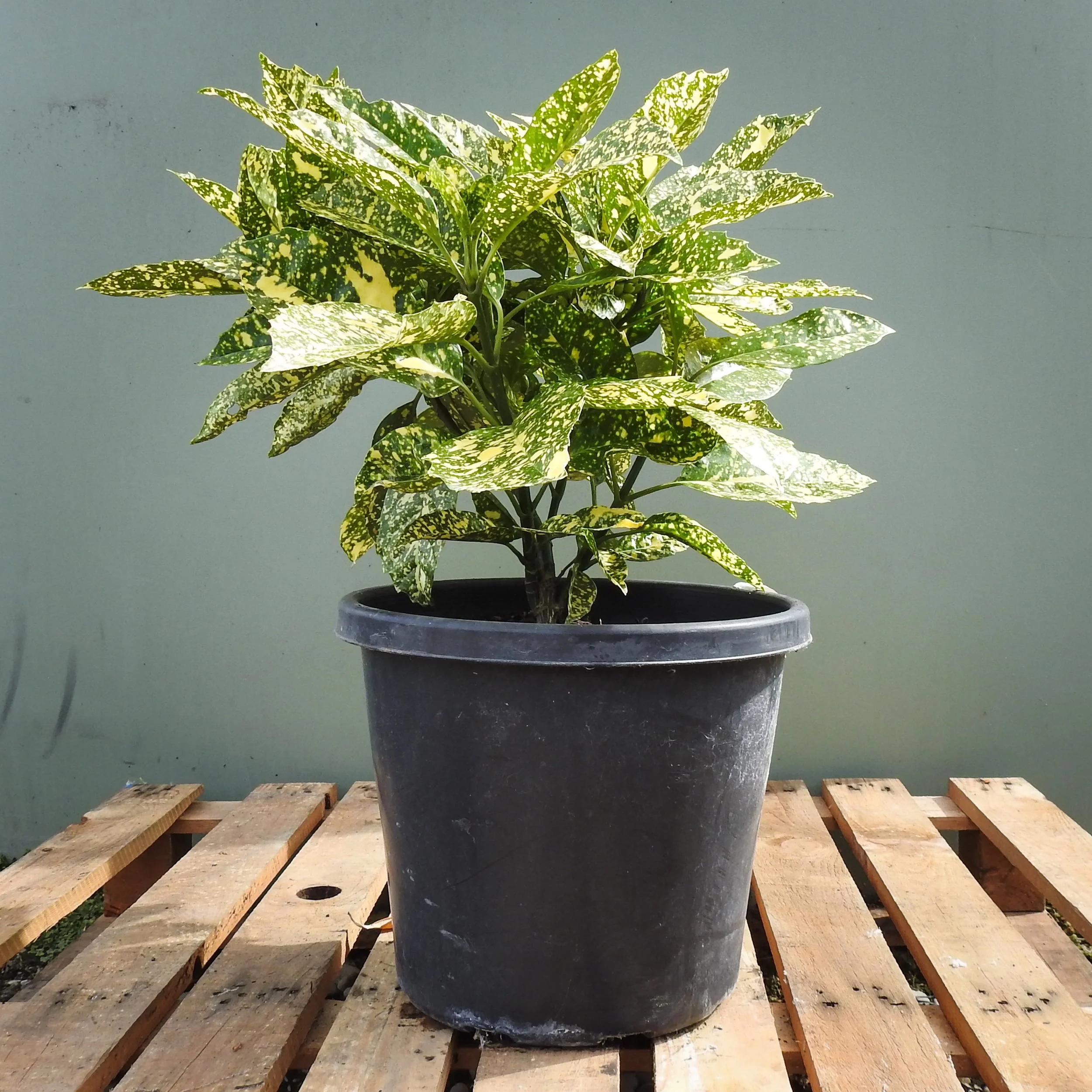 Aucuba crotonoides.jpg