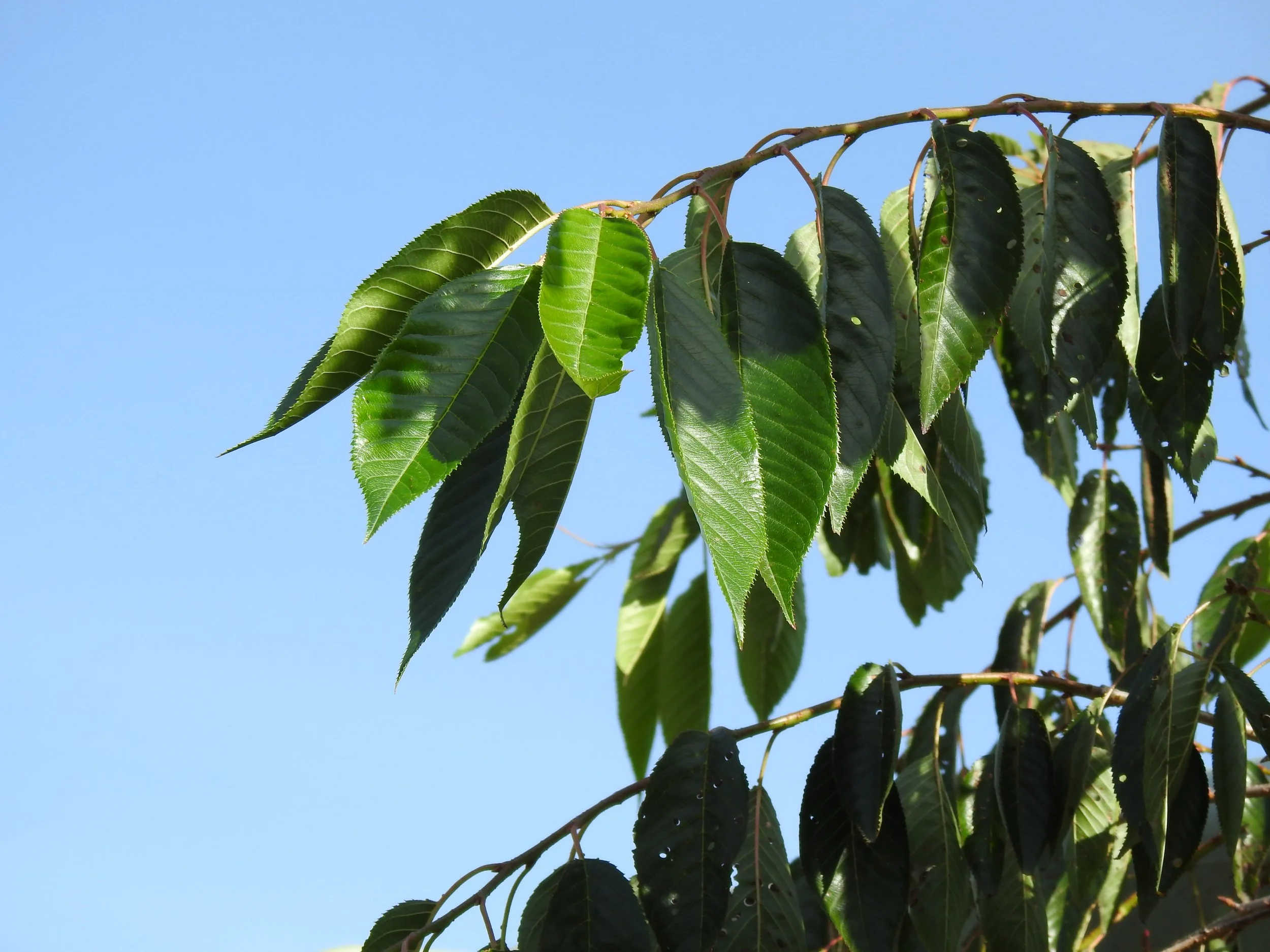 Close up Prunus Mountain Ice.JPG