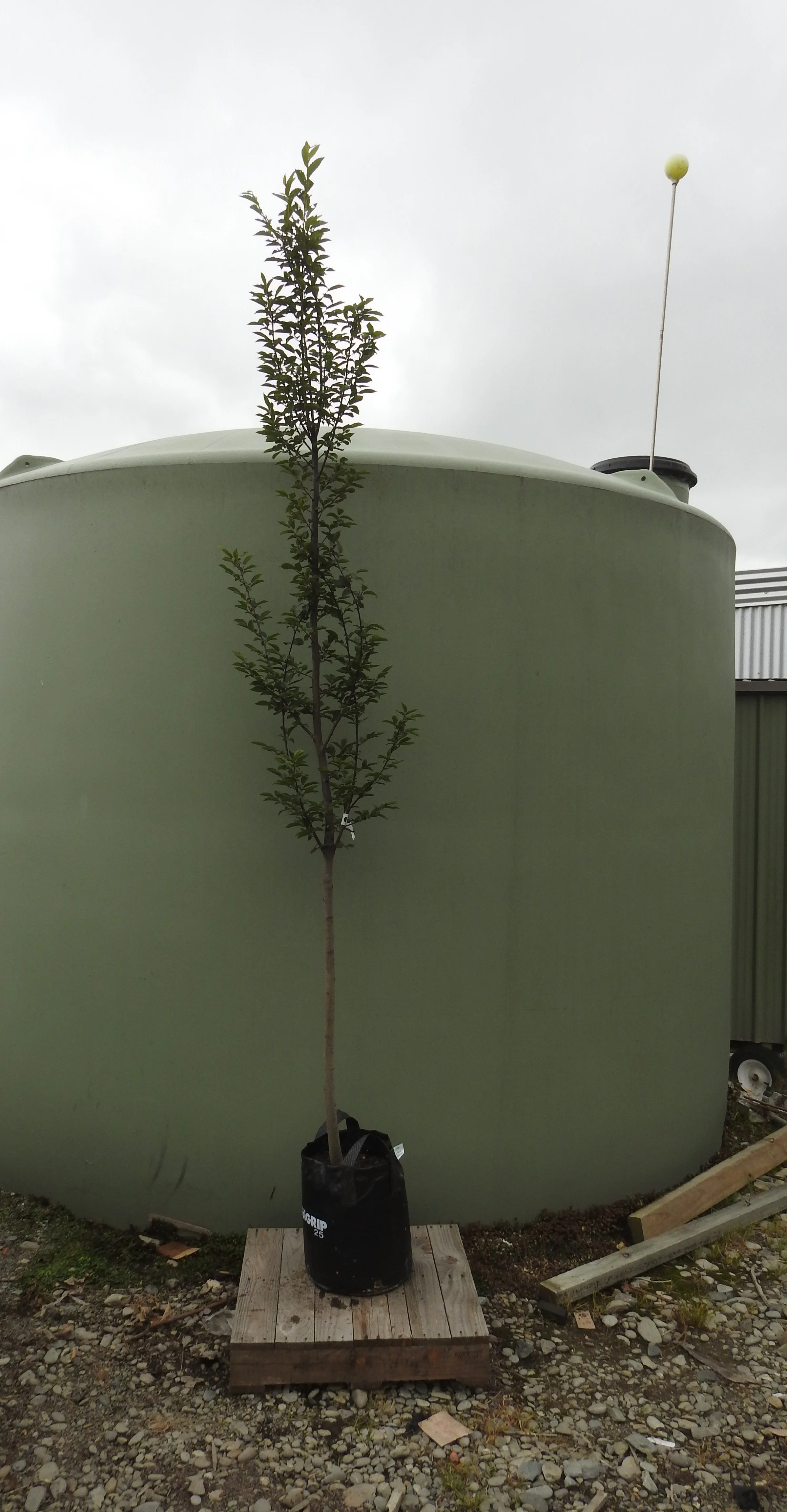 Carpinus Belutus Fastigata.JPG