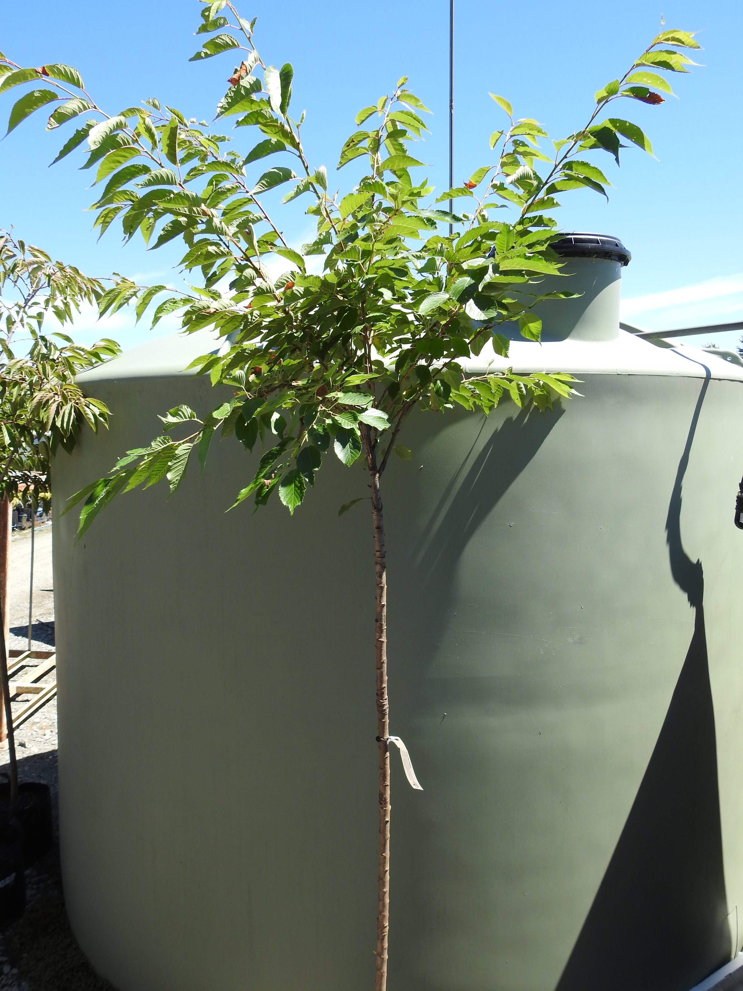 Prunus Pink Perfection