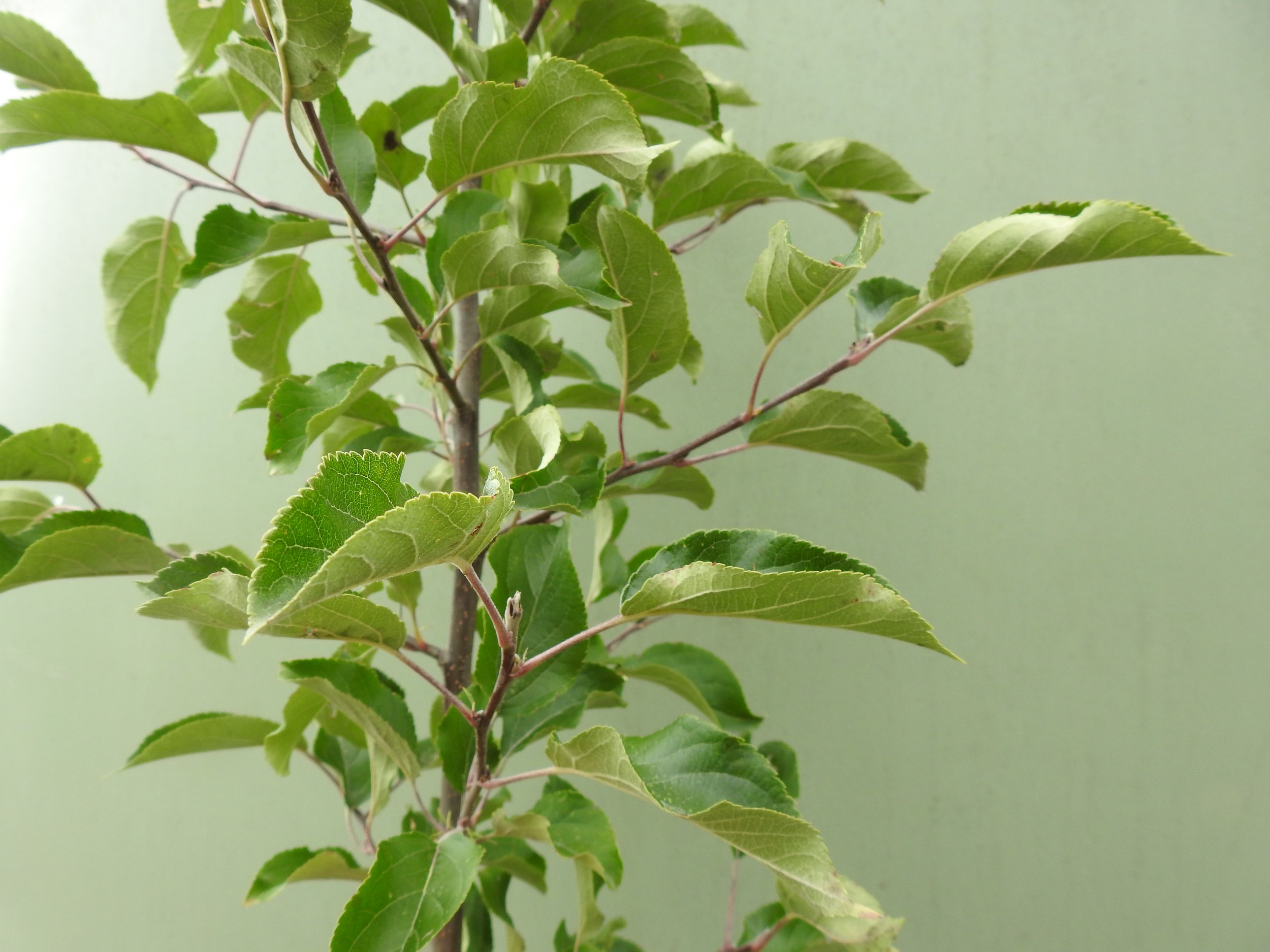 Close up Malus Jack Humm.JPG