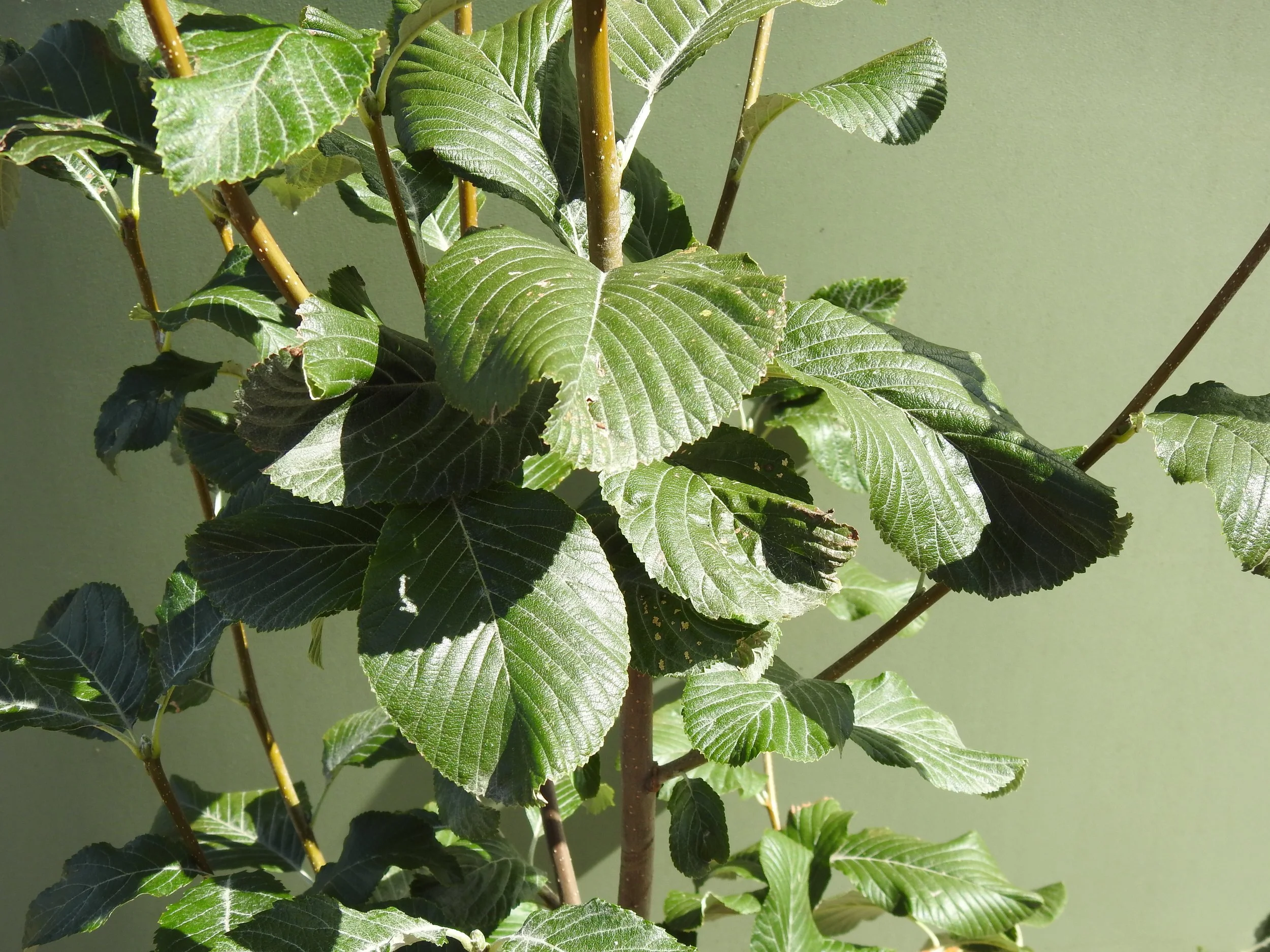Close up Sorbus Aria 'Lutescens'.JPG