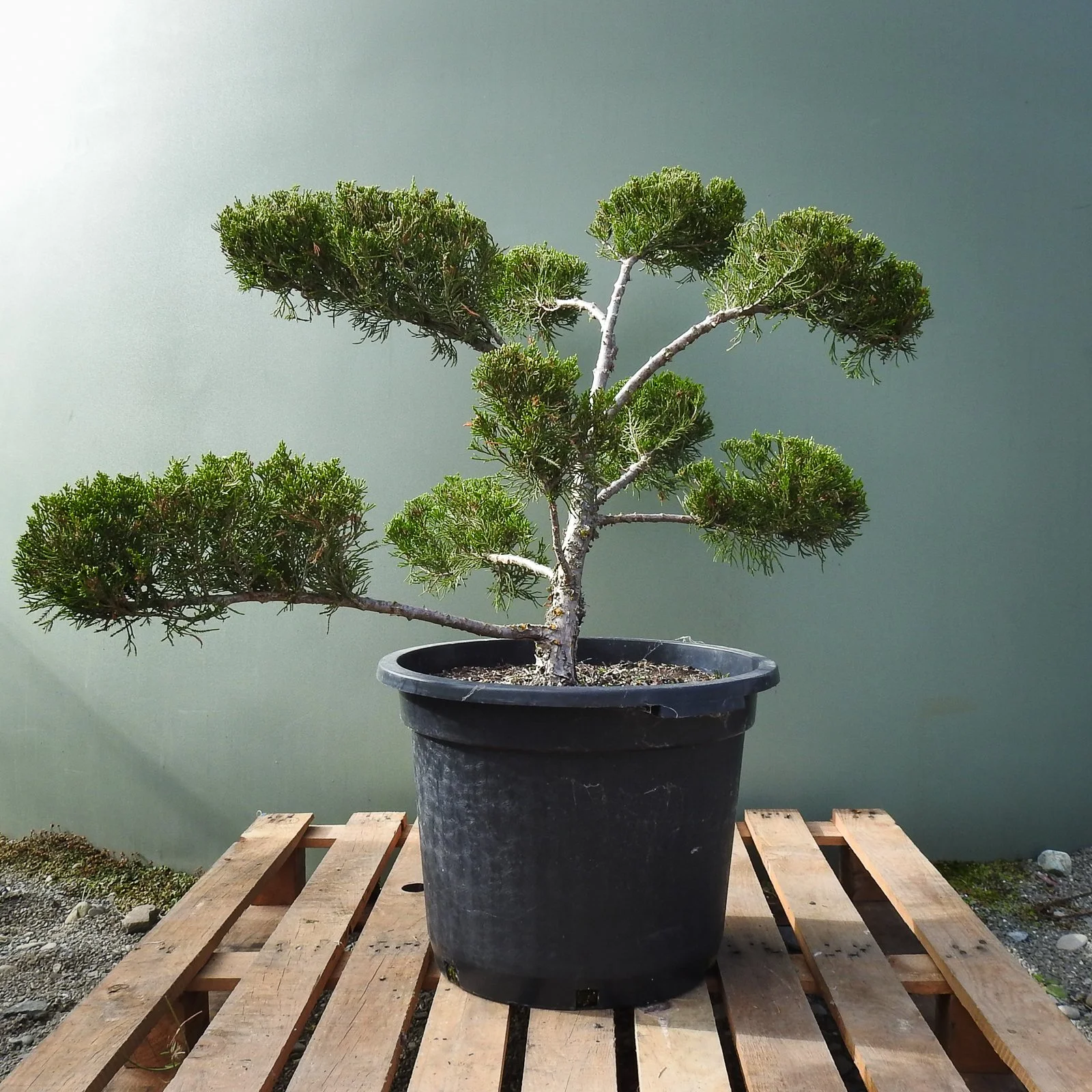 Juniper Mint Julep cloud.jpg