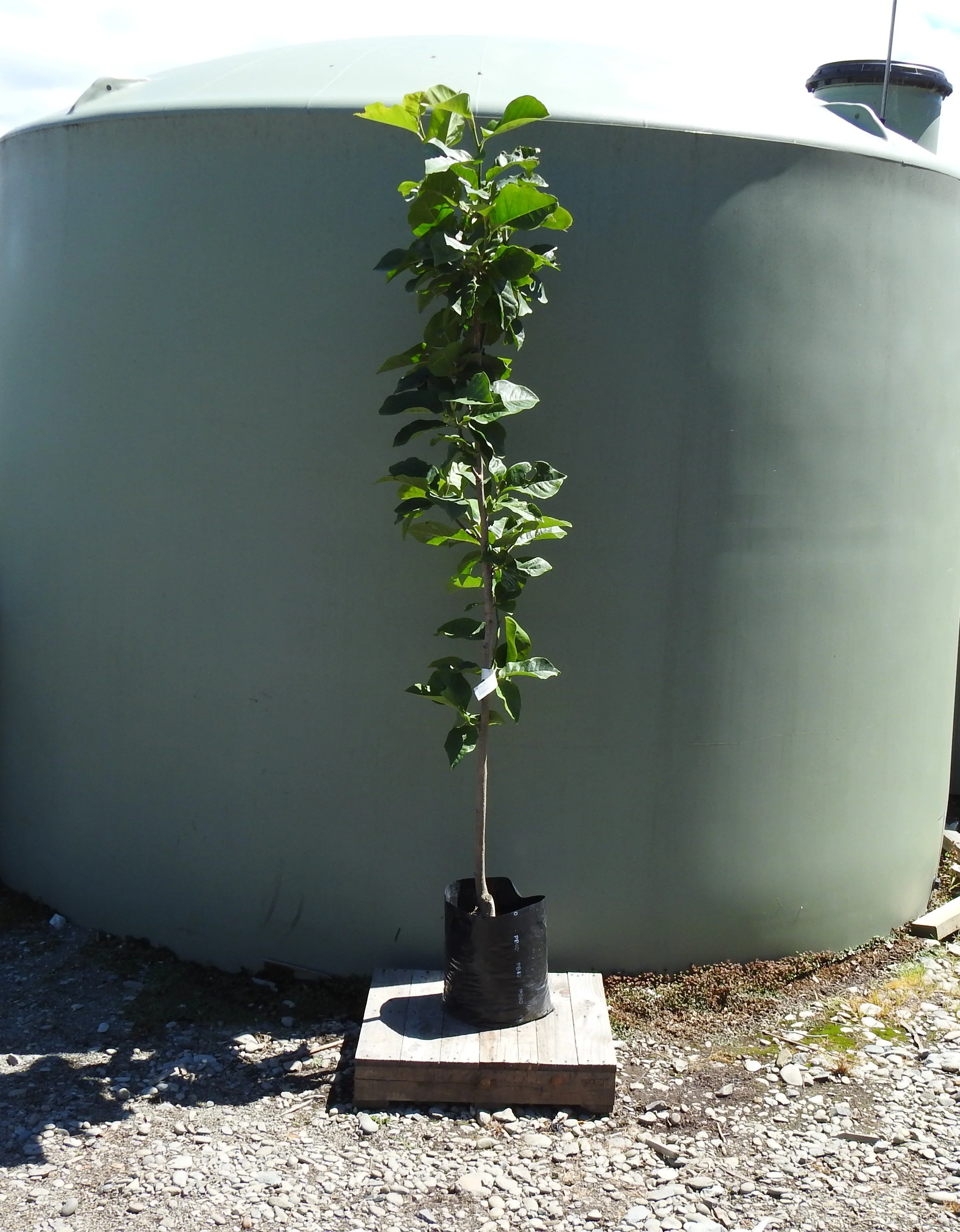 Magnolia Black Tulip