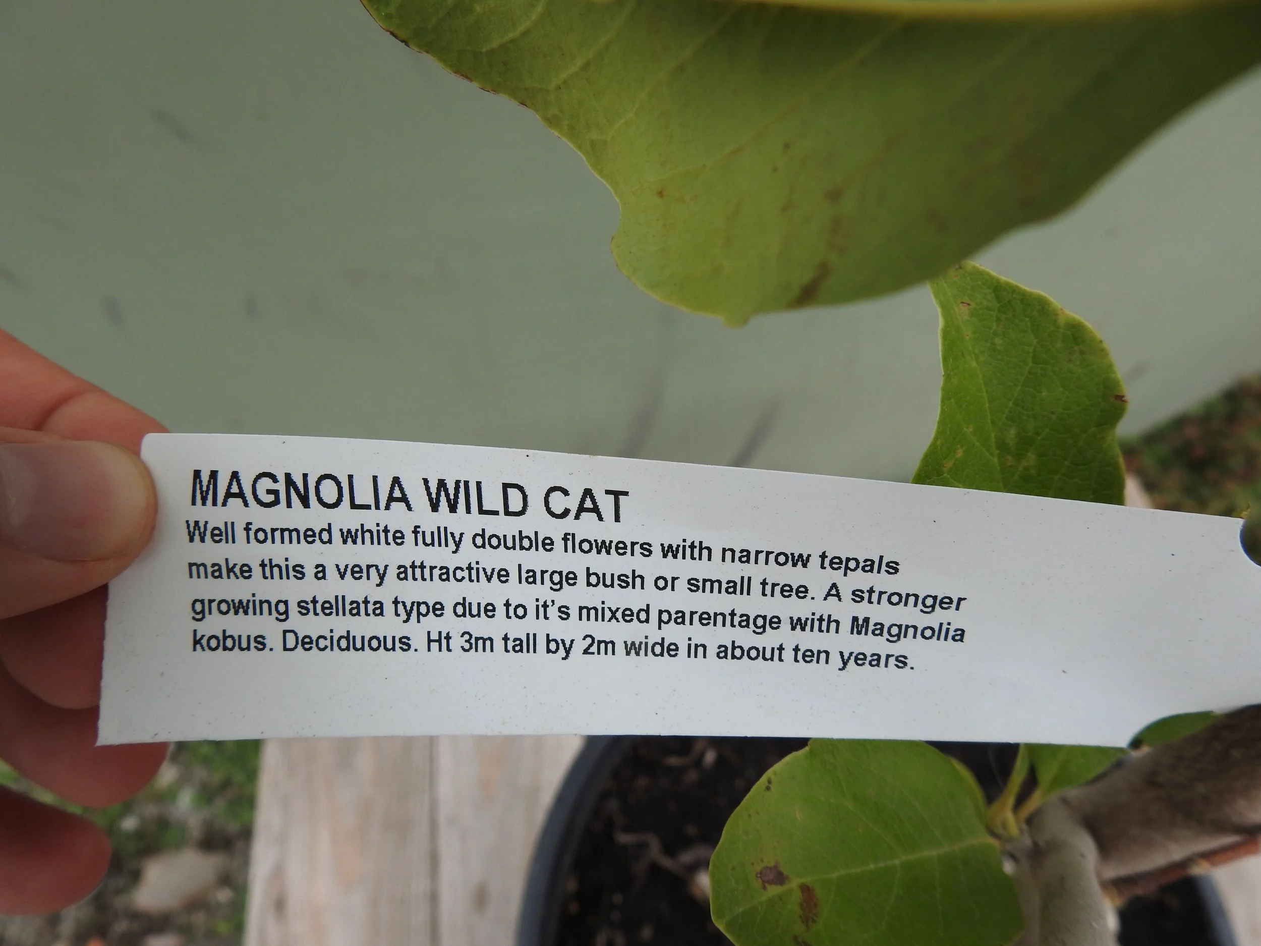 Description Magnolia Wild Cat.JPG