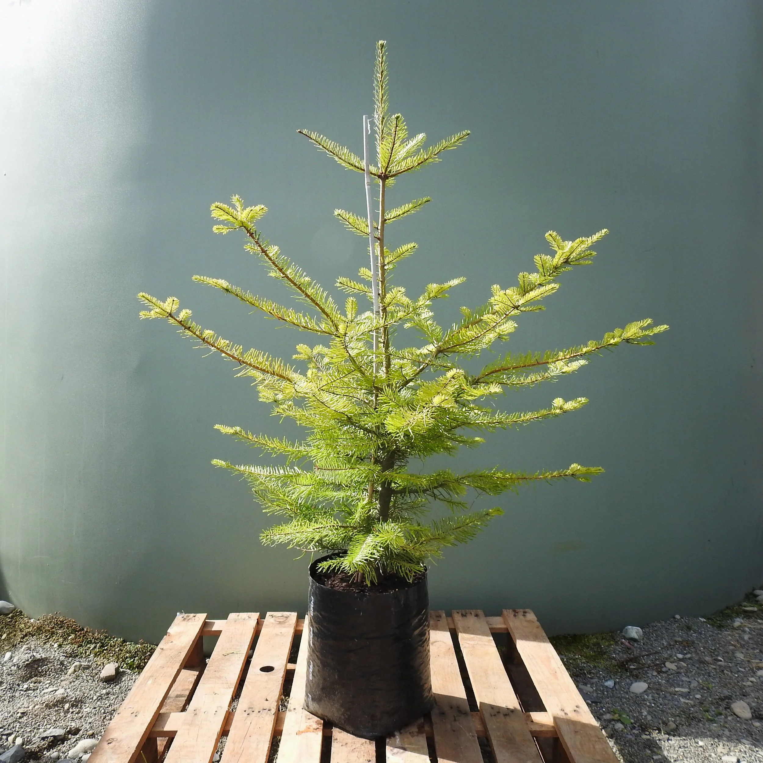 Abies grandis.jpg