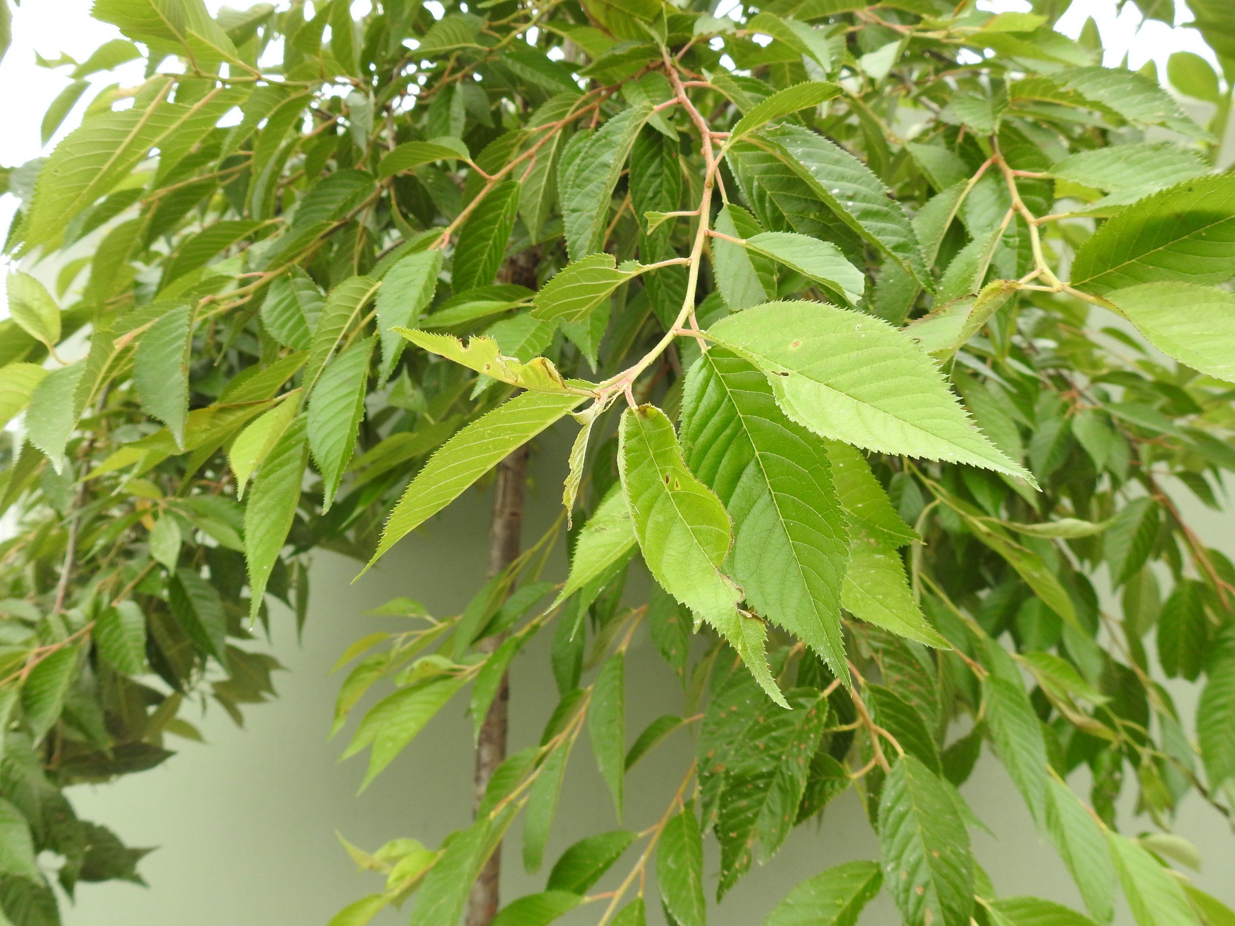 Close up Prunus x Yedoensis Awanui.JPG